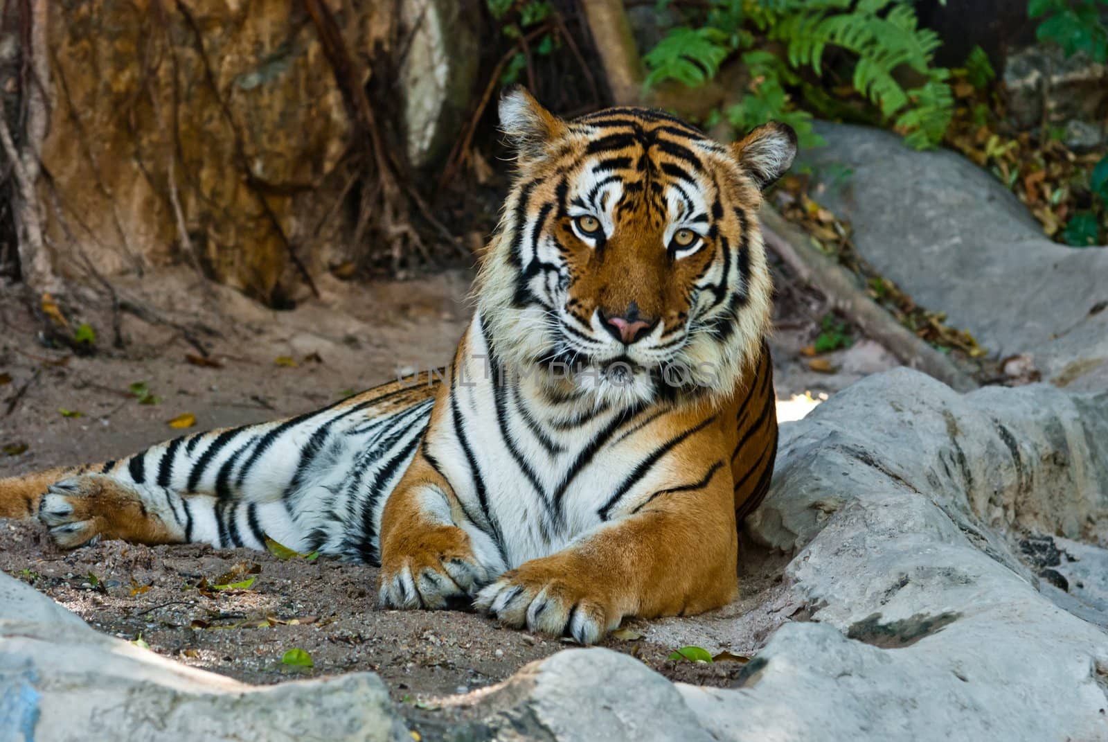 Female wild tiger from Thailand, taken in a sunny day, can be use for related wild animal concepts and conservation print outs.