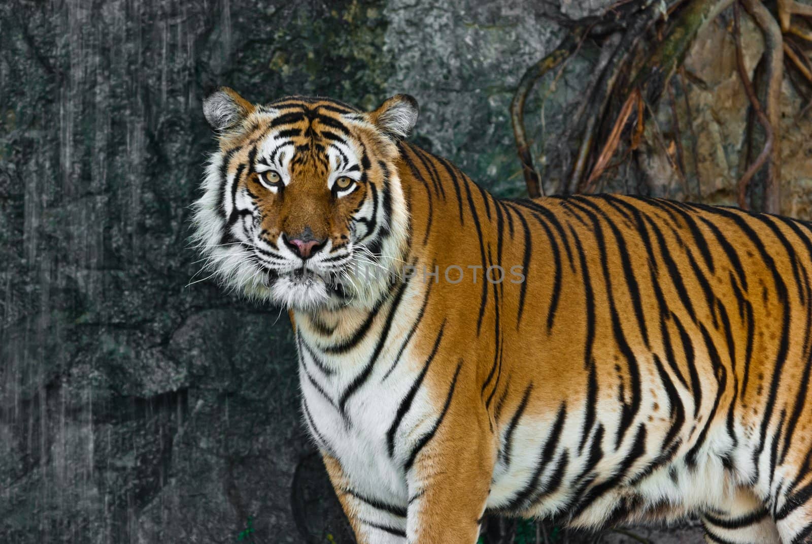 Female wild tiger from Thailand, taken in a sunny day, can be use for related wild animal concepts and conservation print outs.