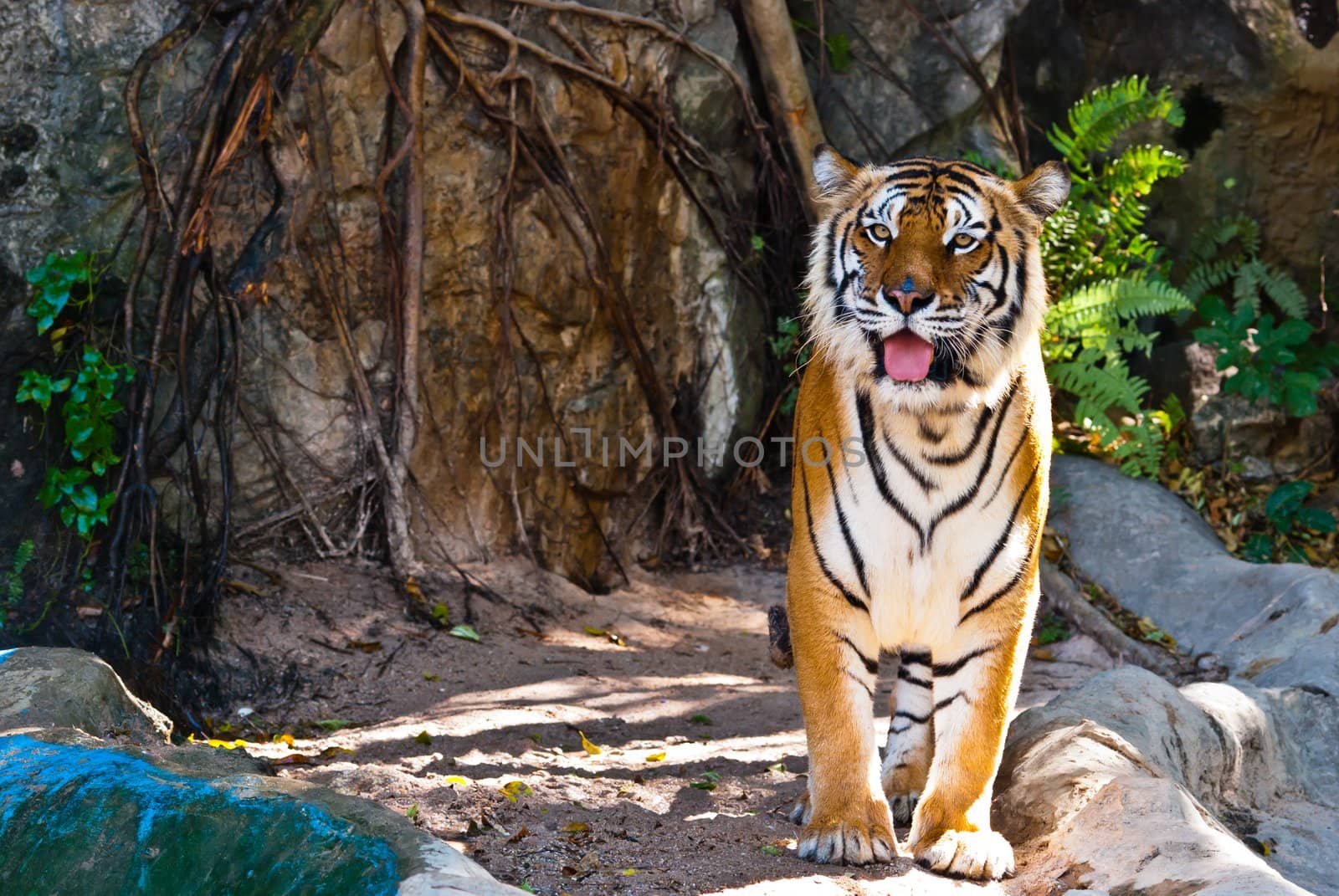 Female wild tiger from Thailand, taken in a sunny day, can be use for related wild animal concepts and conservation print outs.