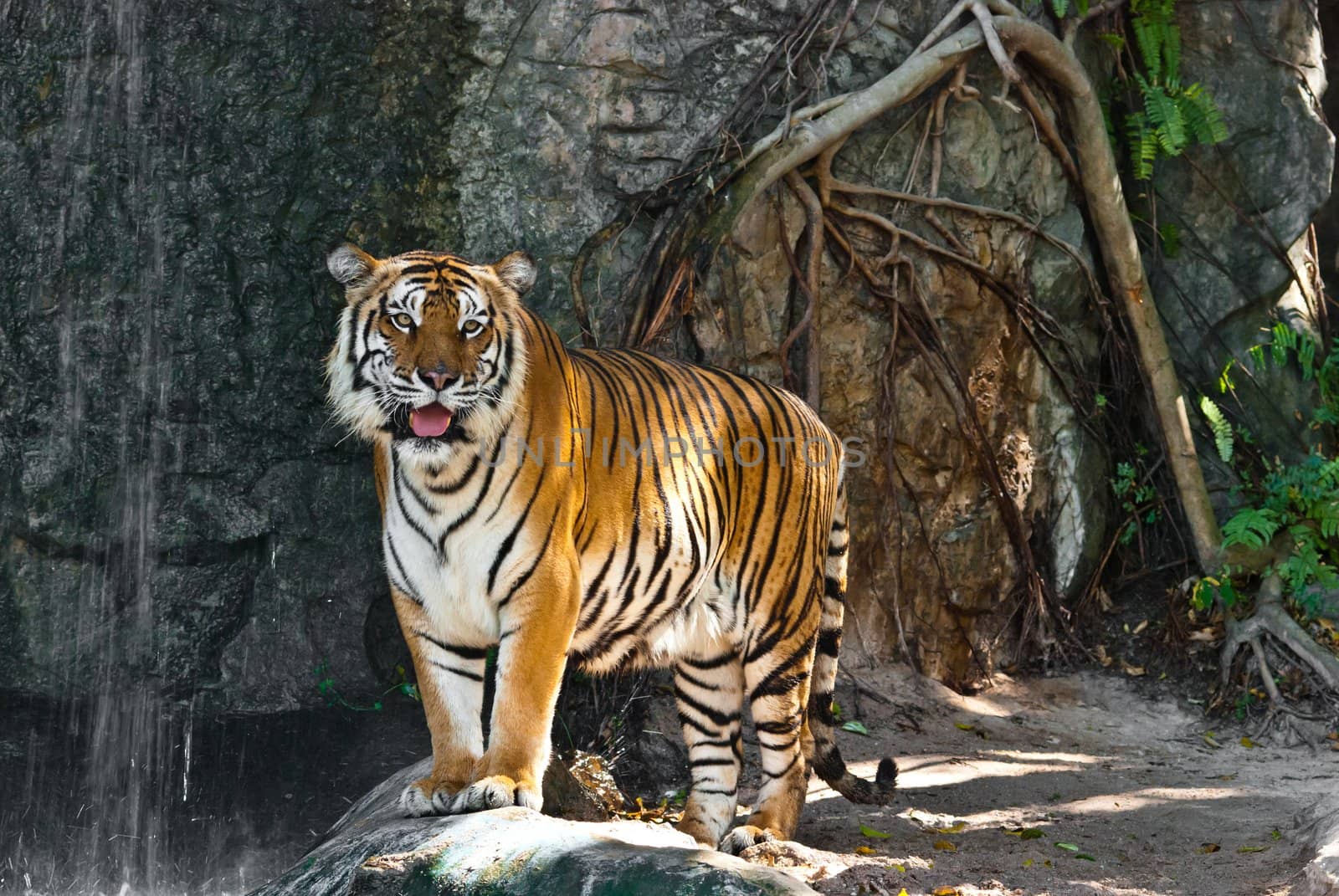 Female wild tiger from Thailand, taken in a sunny day, can be use for related wild animal concepts and conservation print outs.