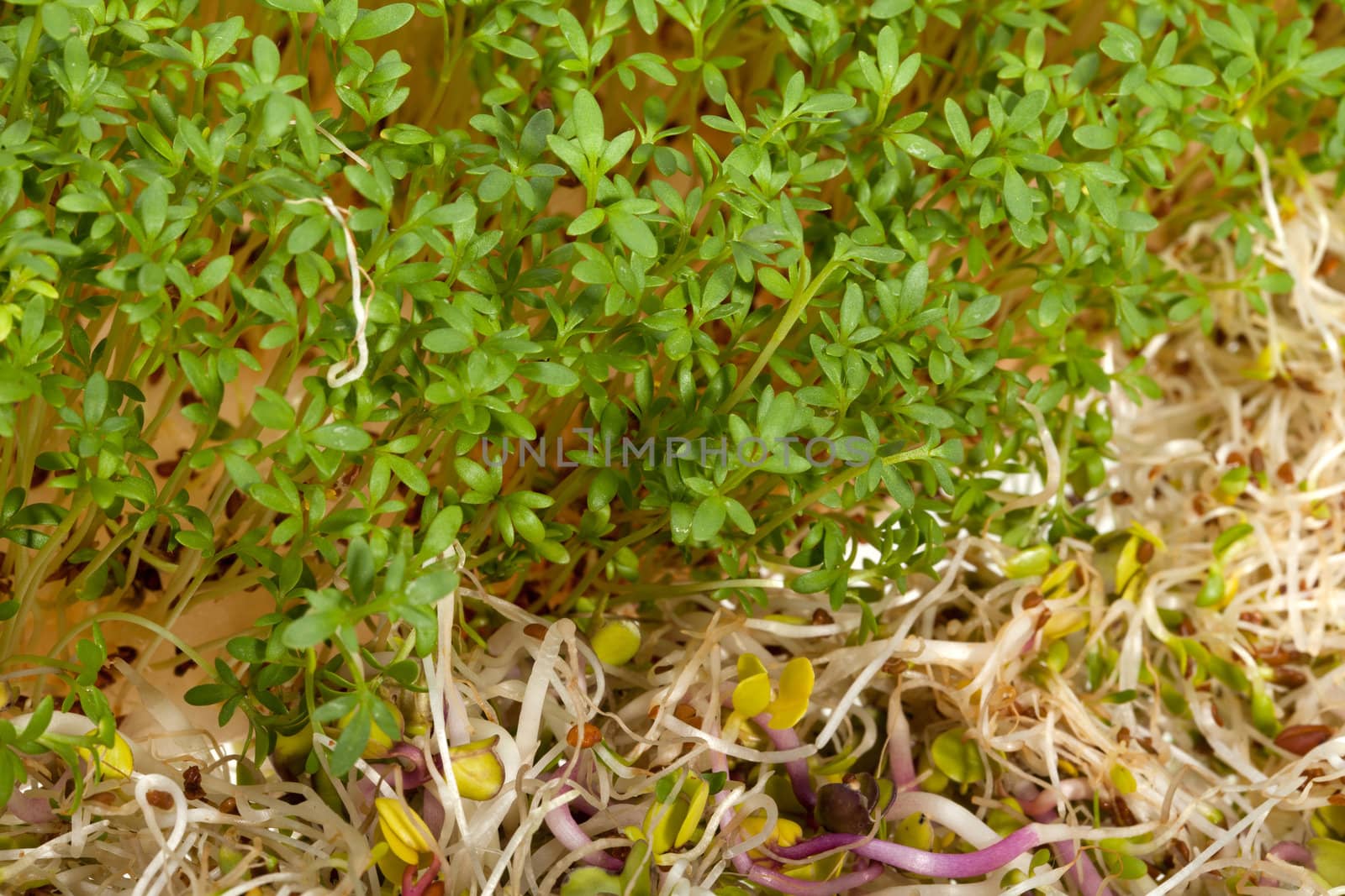Fresh alfalfa sprouts and cress on white background 