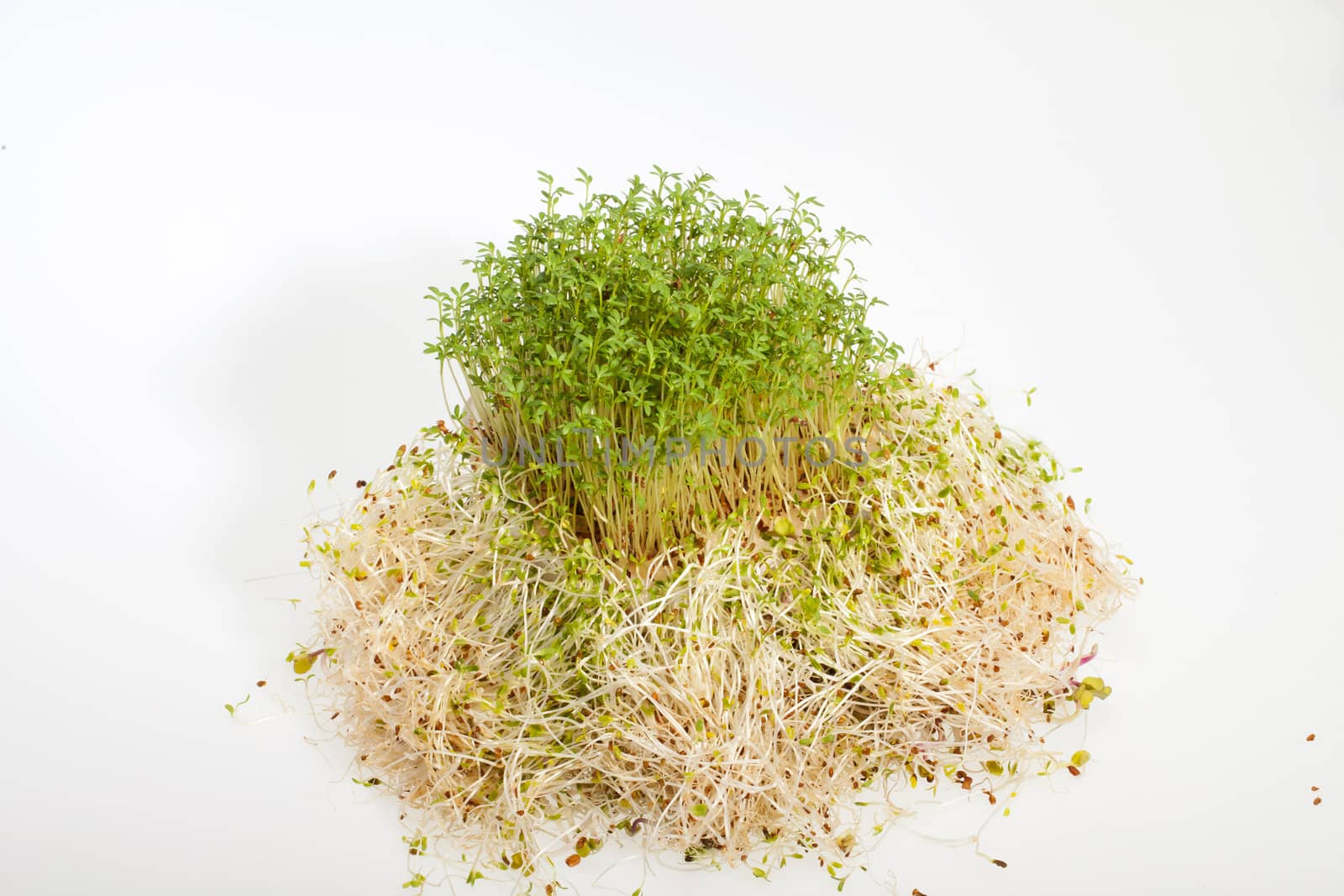 Fresh alfalfa sprouts and cress on white background 