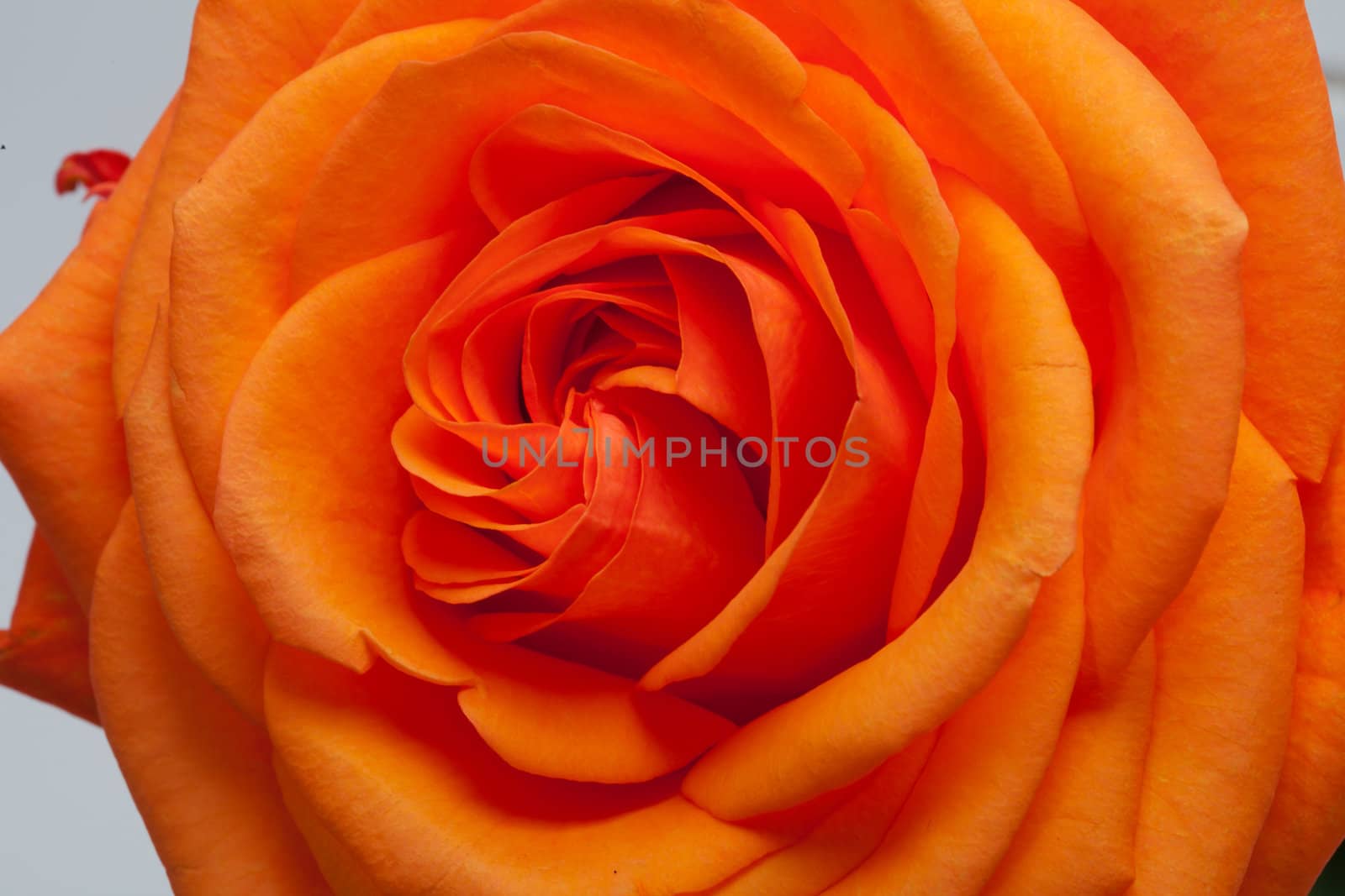 Close up image of single orange rose 