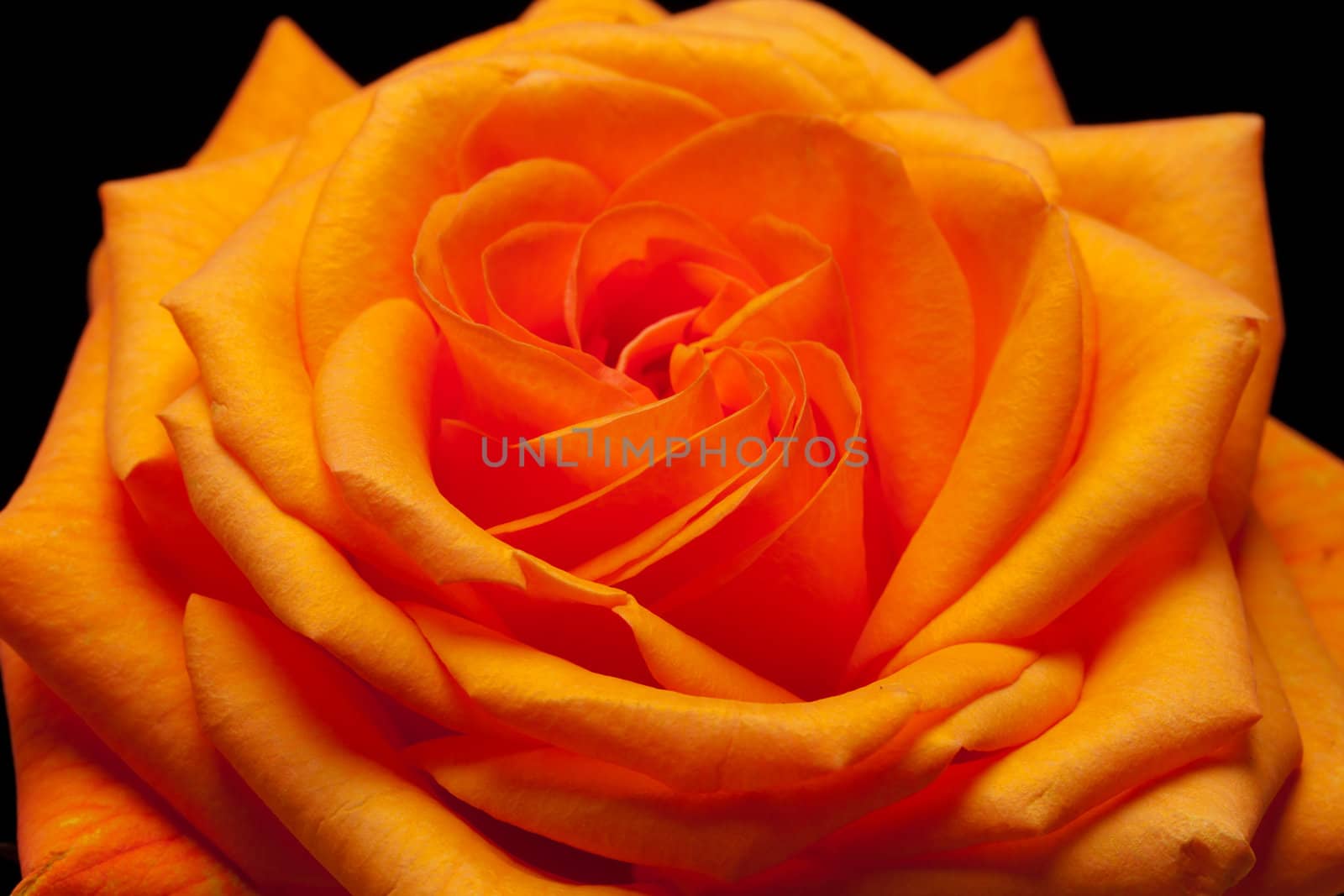 Close up image of single orange rose 