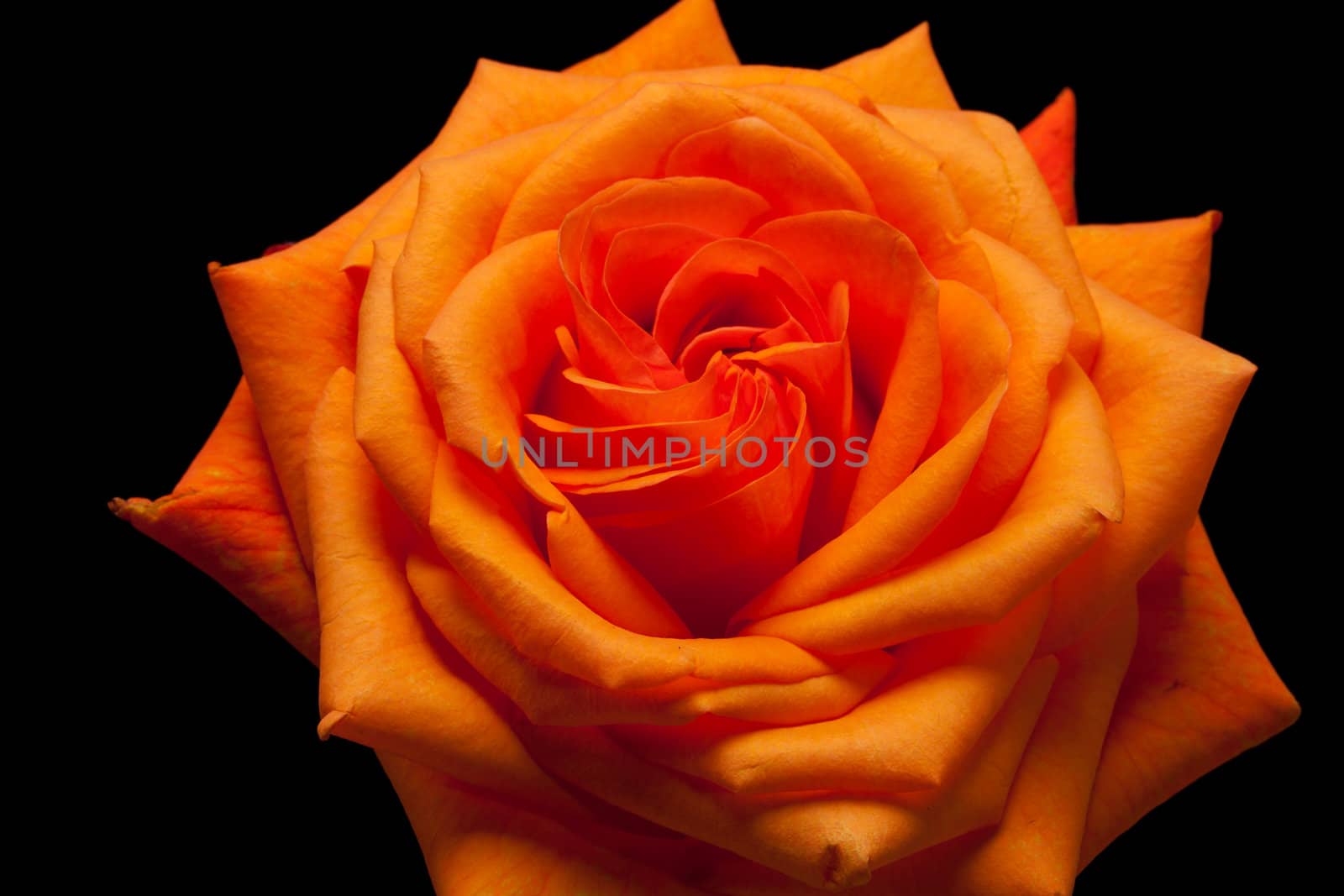 Close up image of single orange rose 