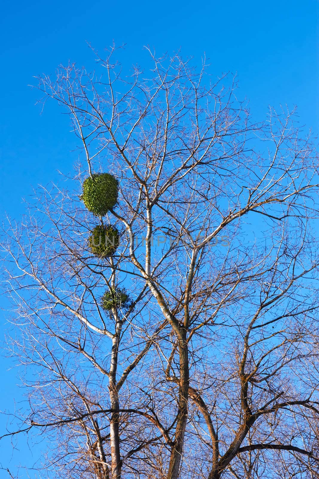 Mistletoe plant parasitizing on leafless birch tree. Mistletoe latin name: Viscum alba loranthaceae. Fine winter day with a cloudless sky