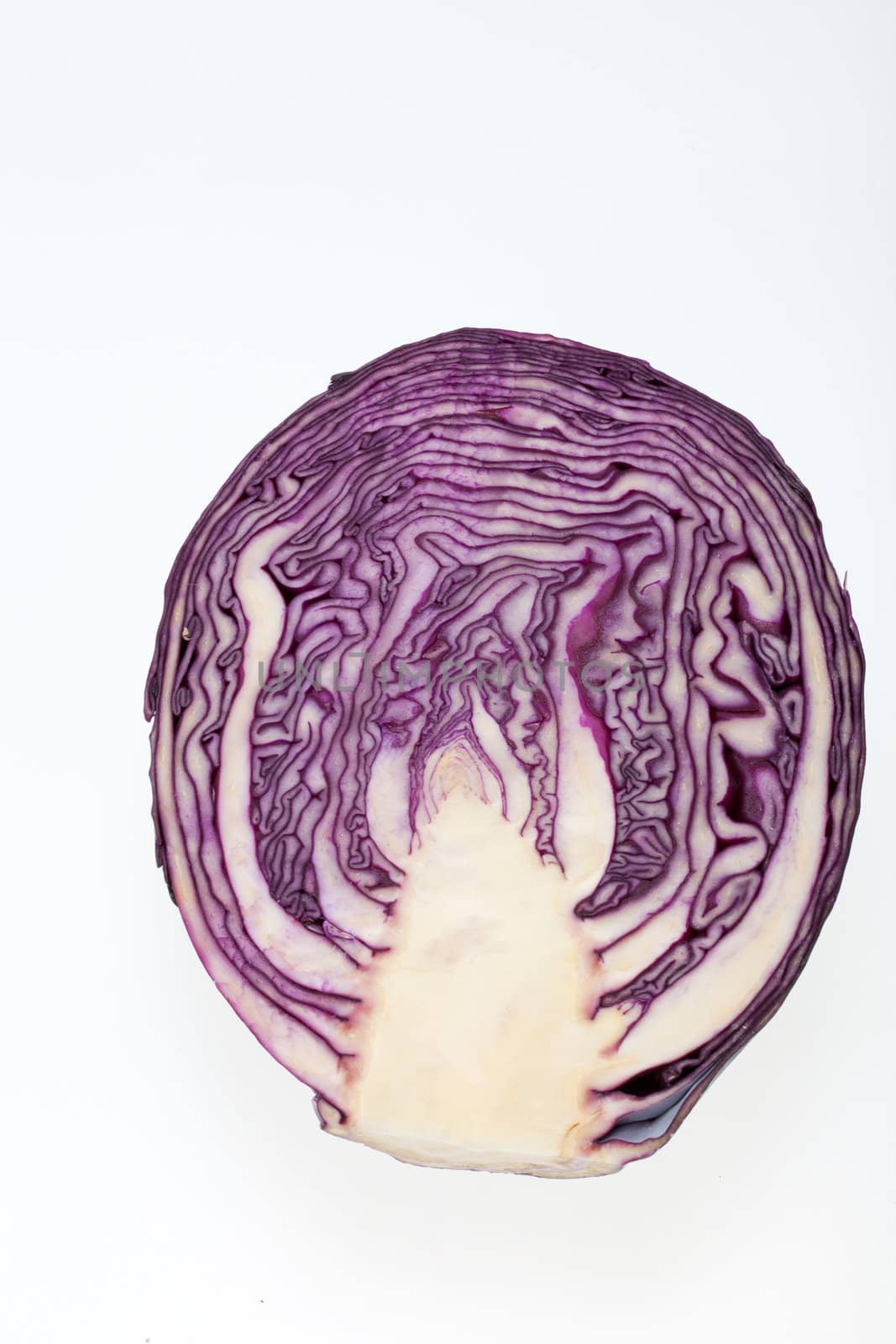 Red Cabbage cross section on White Background 