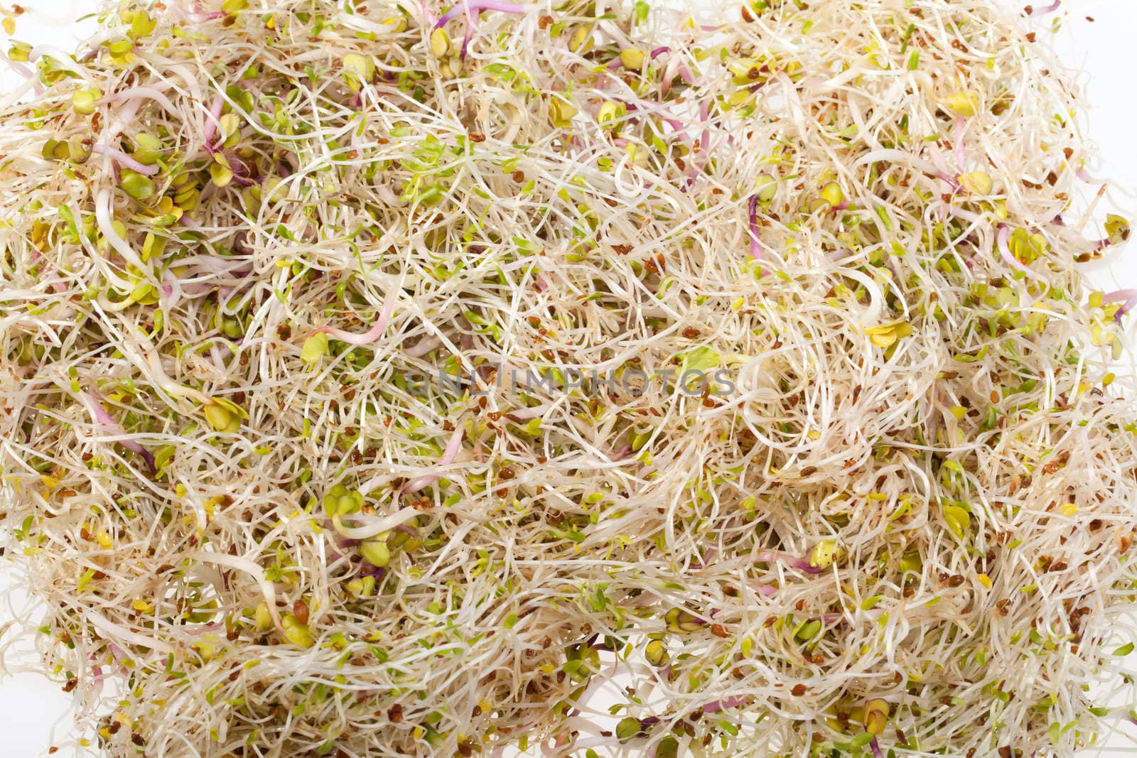 Fresh alfalfa sprouts isolated on white background 