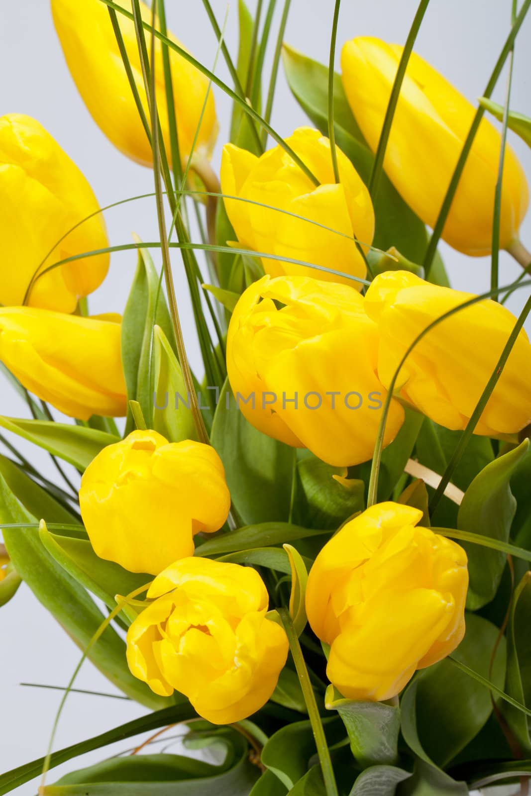 Yellow tulips isolated on white background 