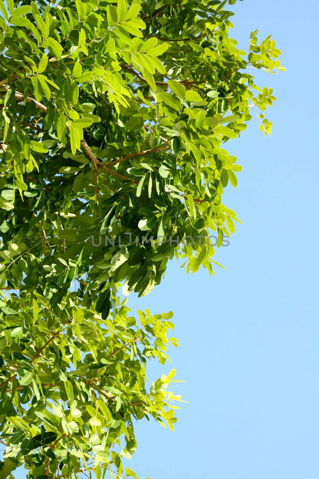 Green leaves under blue sky background