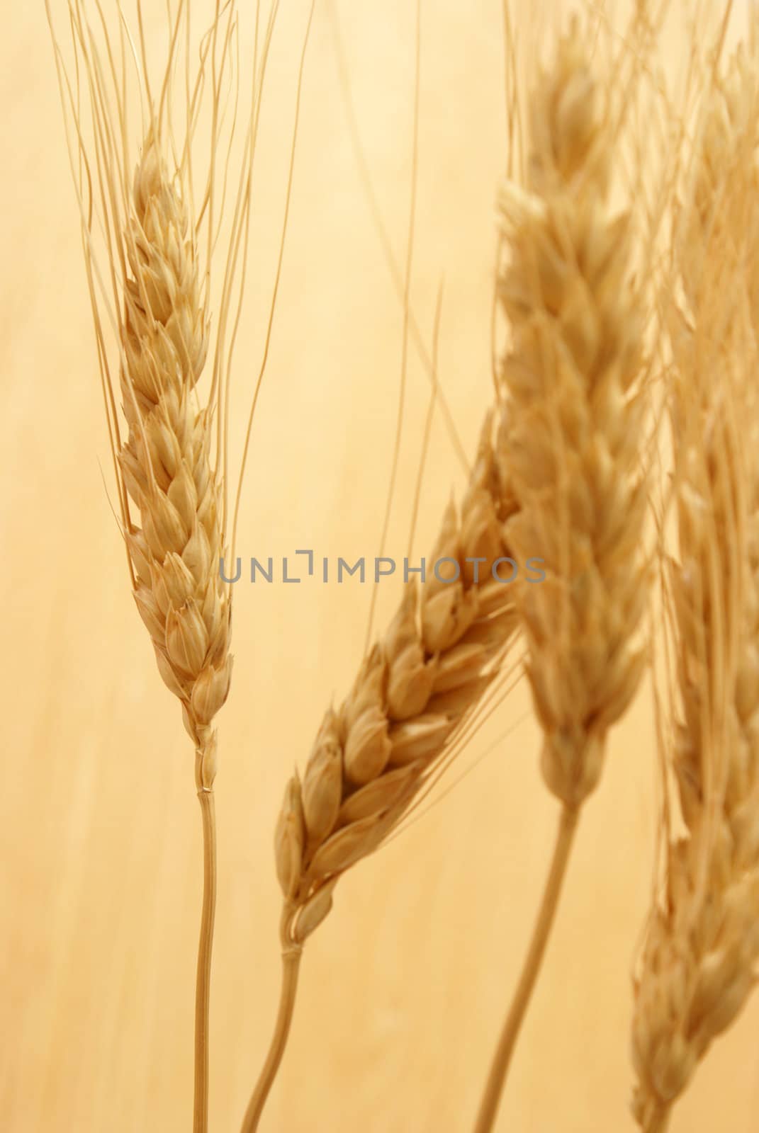 A closeup shot of some bearded wheat.