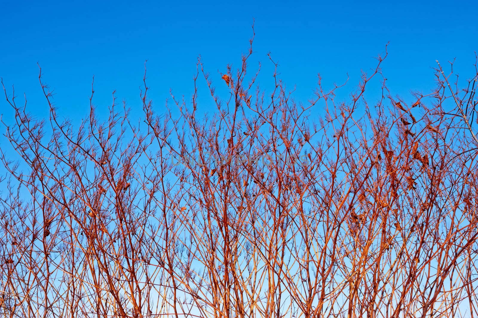 Dried high grassy plants in the autumn setting sun rays against the background of blue sky