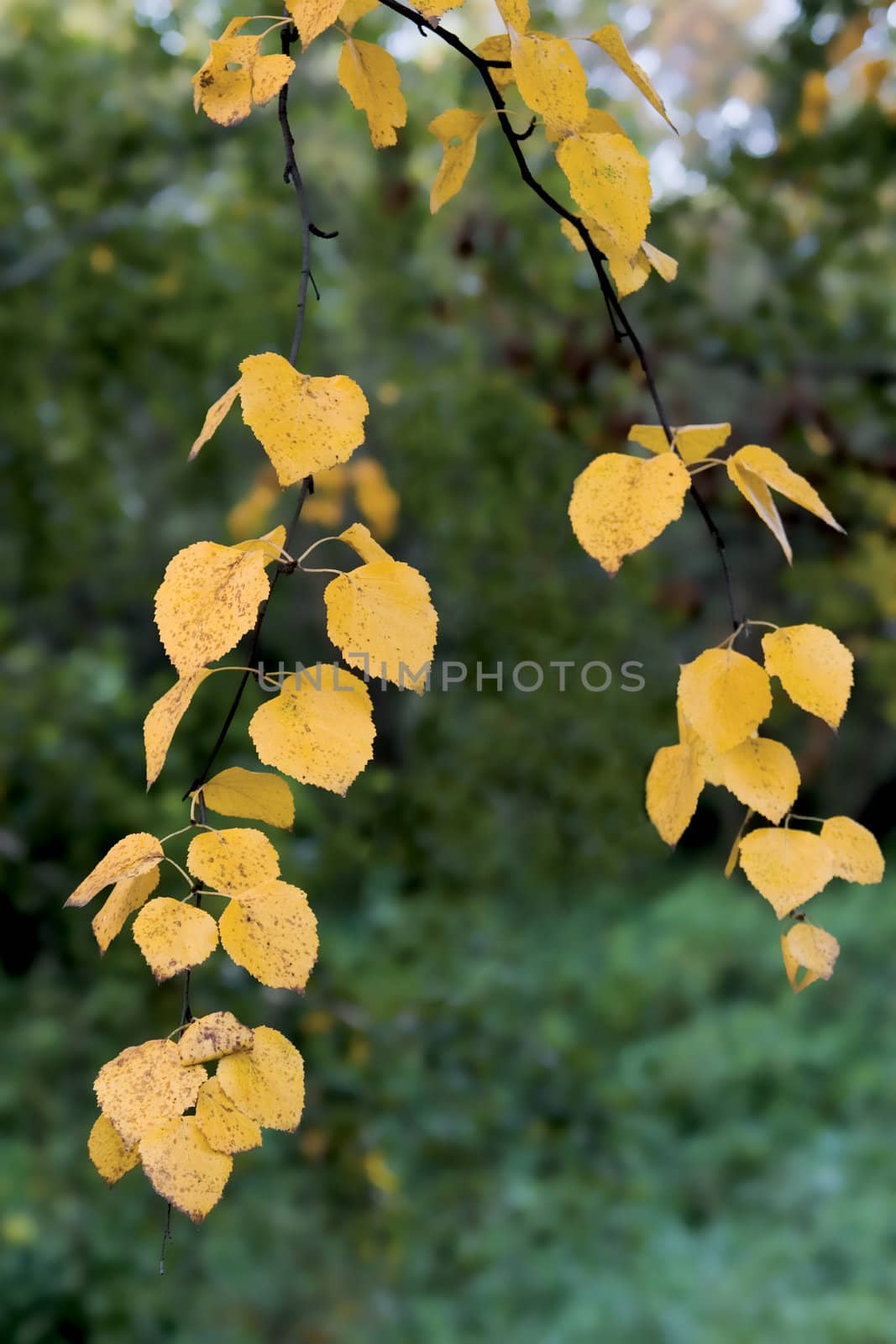 The yellowed leaves of a birch on a background still green trees