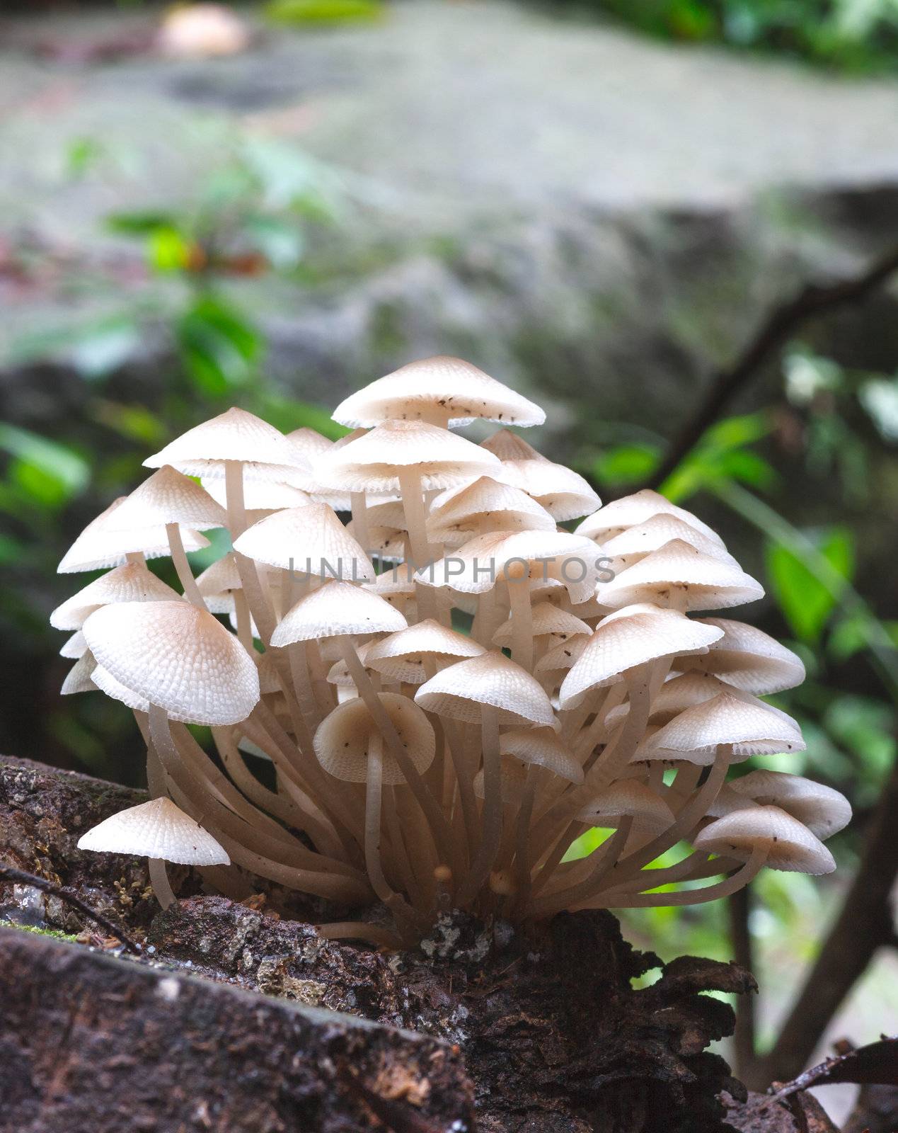 agaric honey fungus on stump in forest