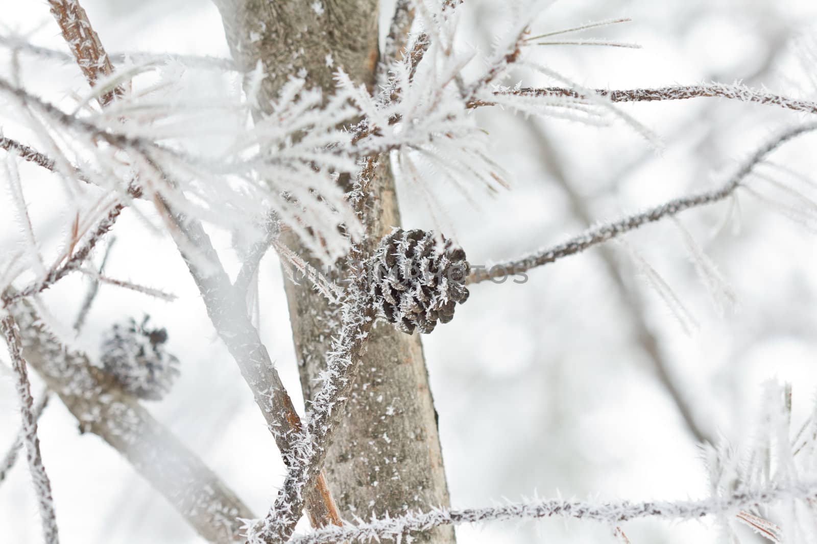 Snow covered pine cone with ice crystal forming due to the cold weather