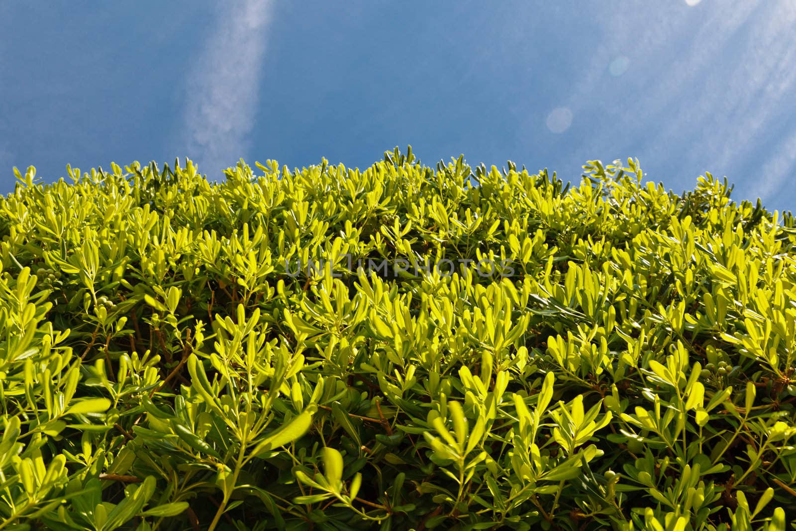 Green Leaves over the Blue Sky by anshar