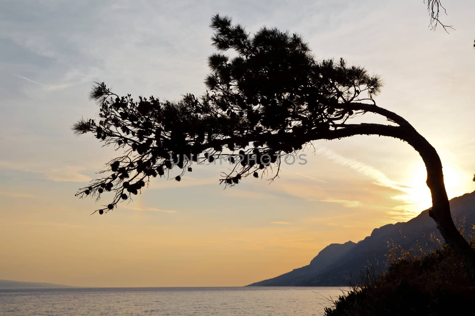 Pine Tree at the Sunset in Croatia by anshar