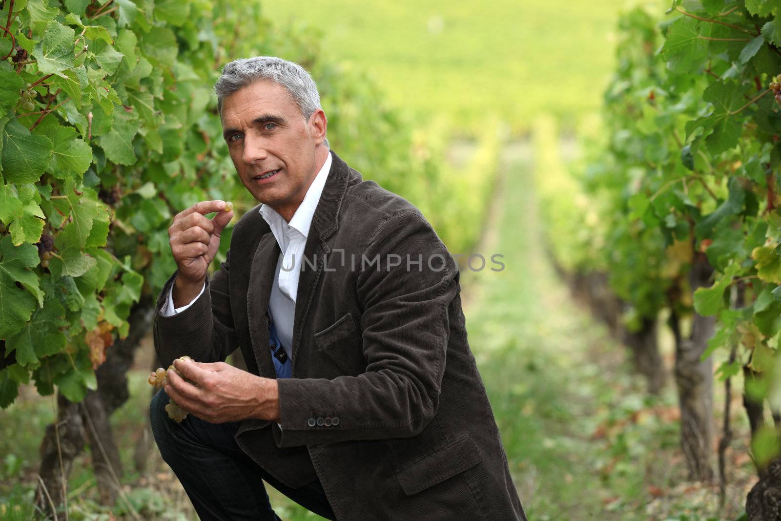 vineyard owner by phovoir
