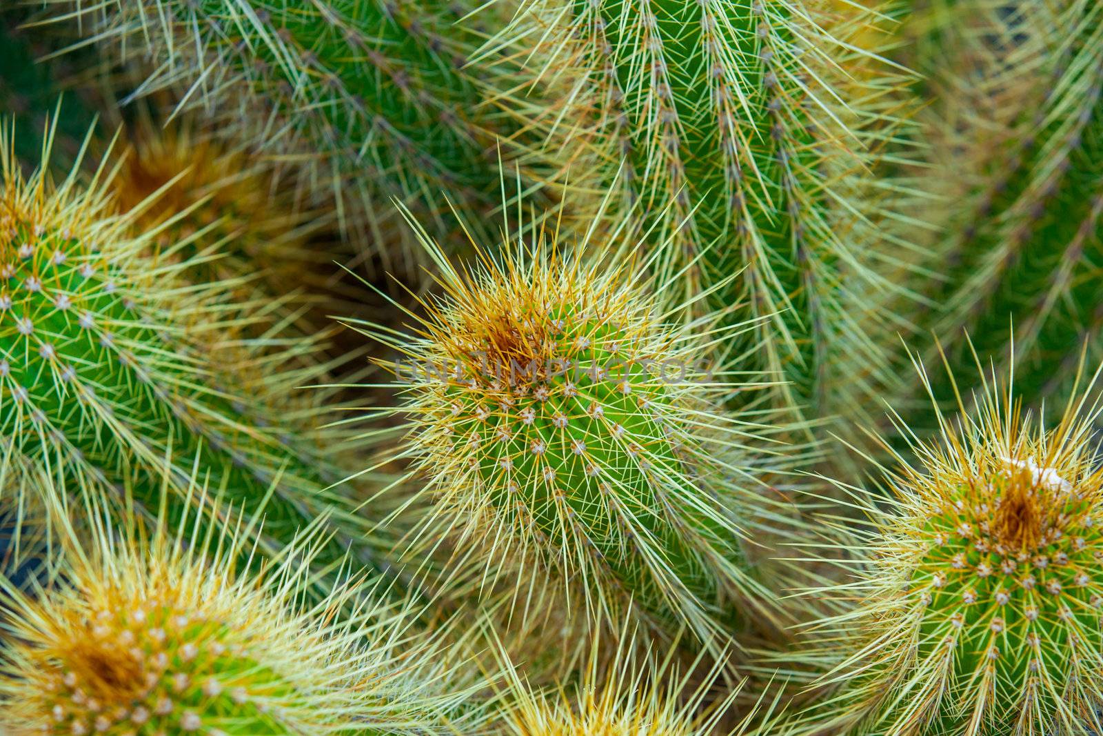 Close-up of a prickly cactus