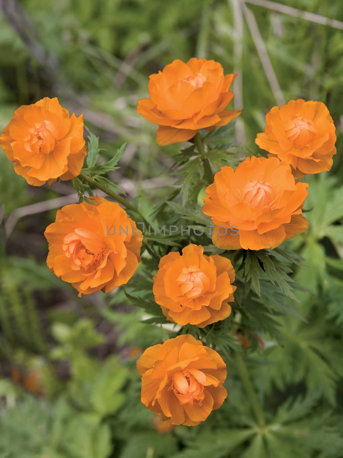 The Siberian primroses- Trollius asiaticus L