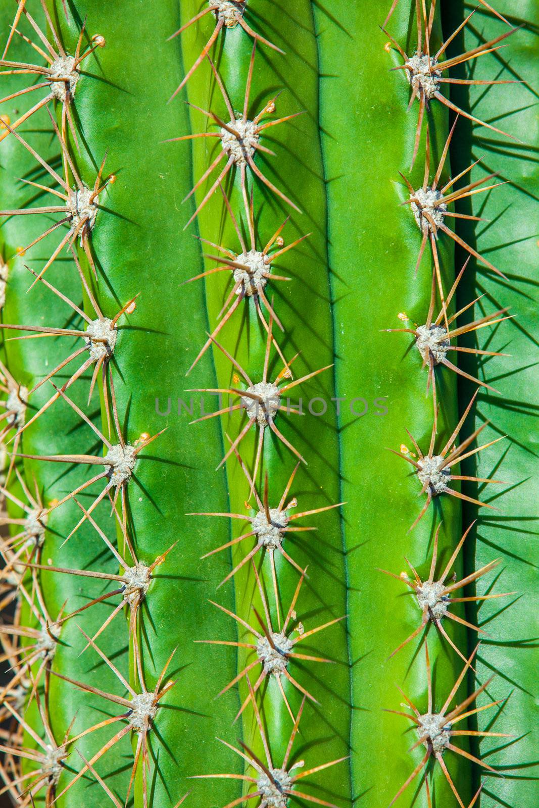 Close-up of a prickly cactus