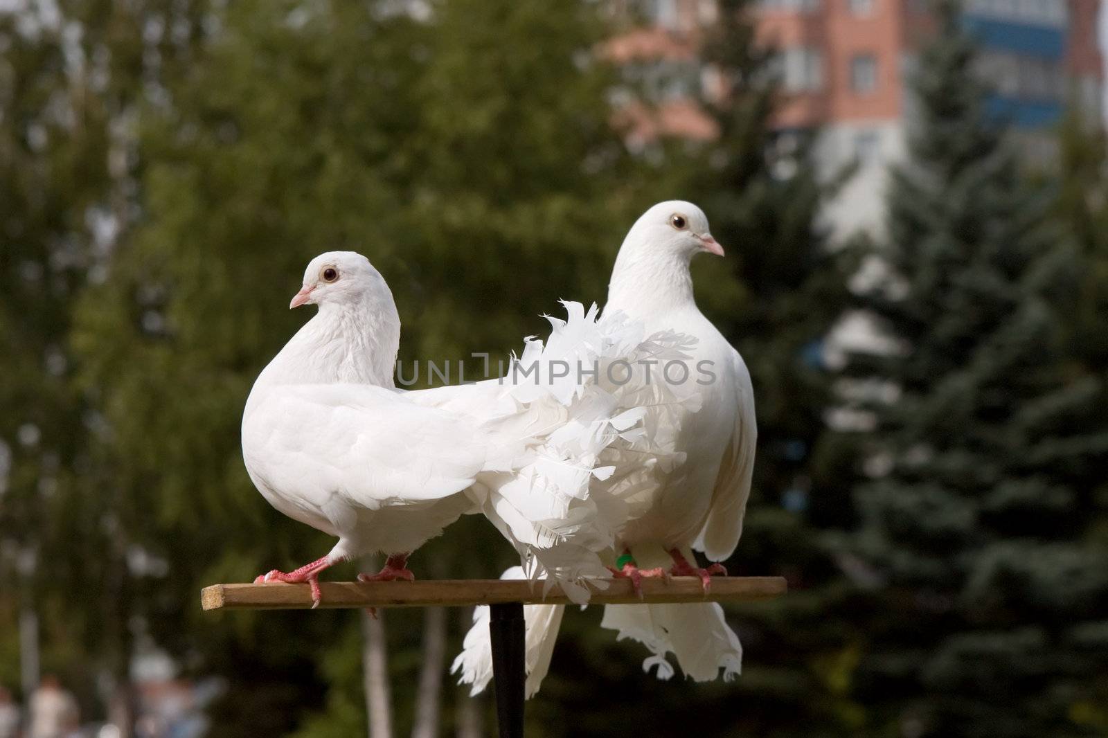 The decorative white pigeon with red paws