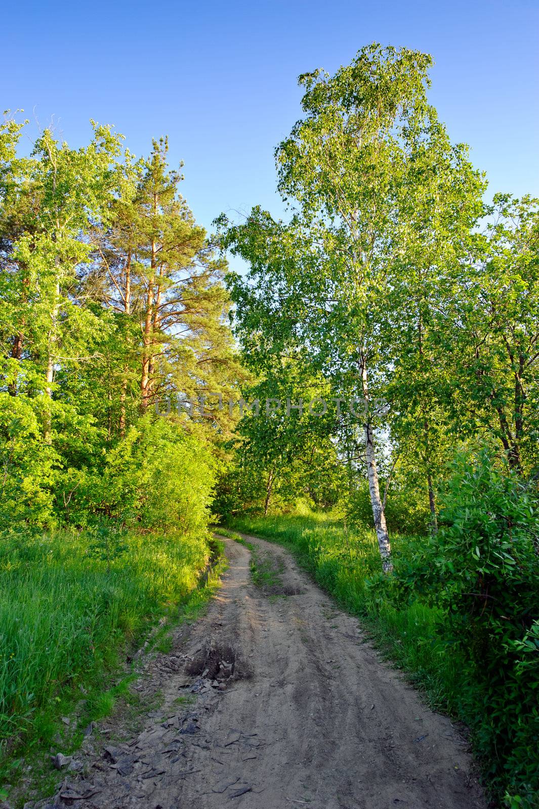 Rural road through summer forest