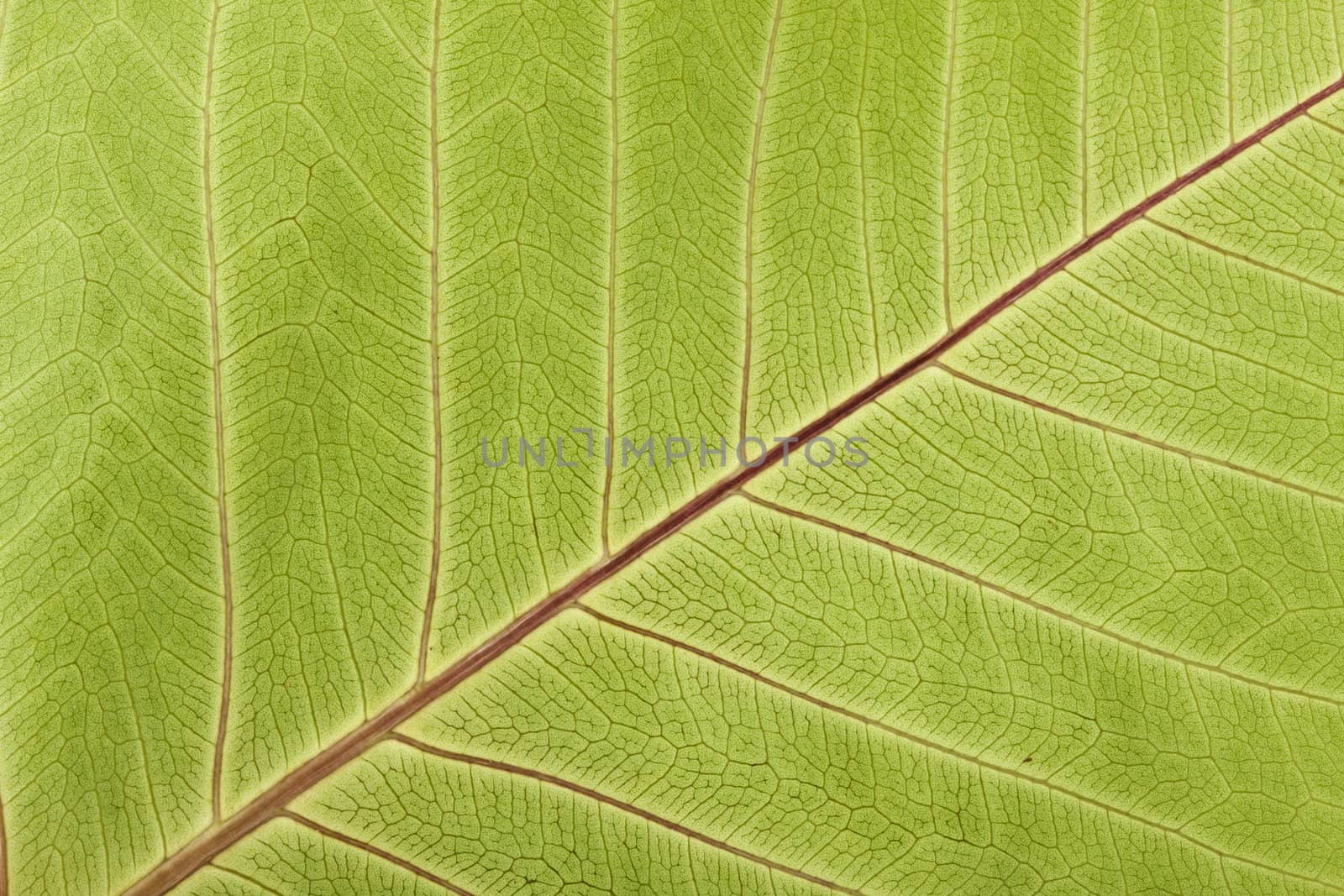 Close-up of Leaf Veins detail of bodhi leaf