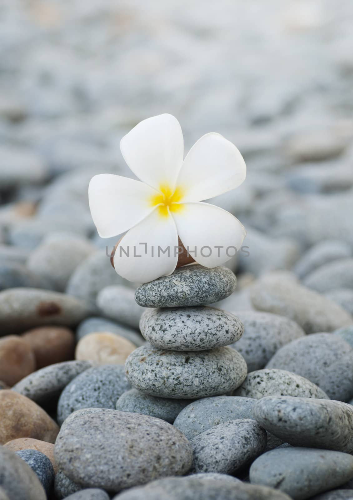 Still life with Frangipani flowers and pebbles