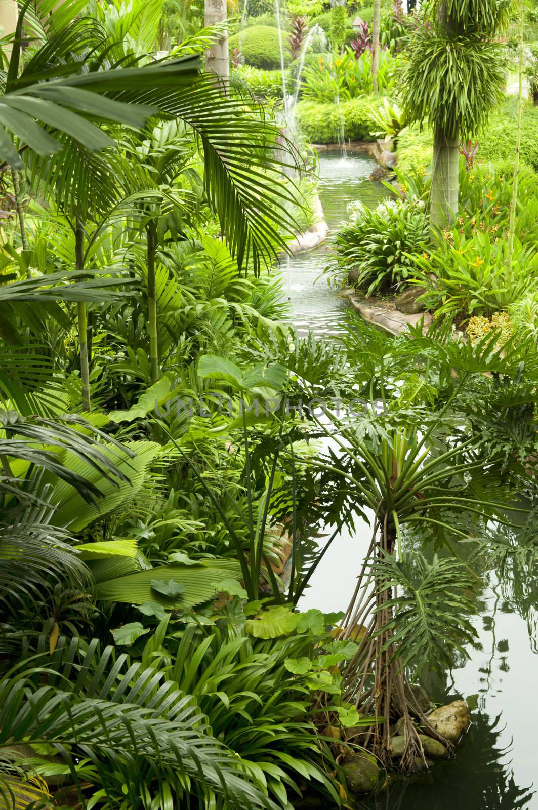 Tropical garden, pond and plants.