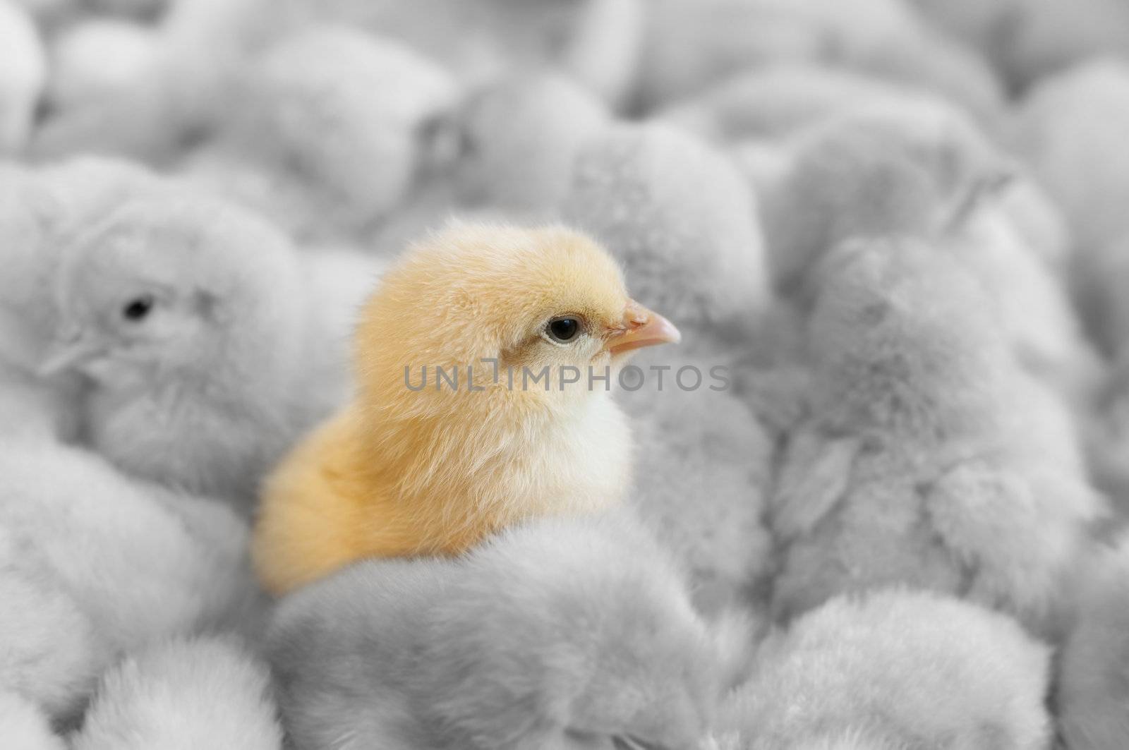 A chick in between yellow chicks group
