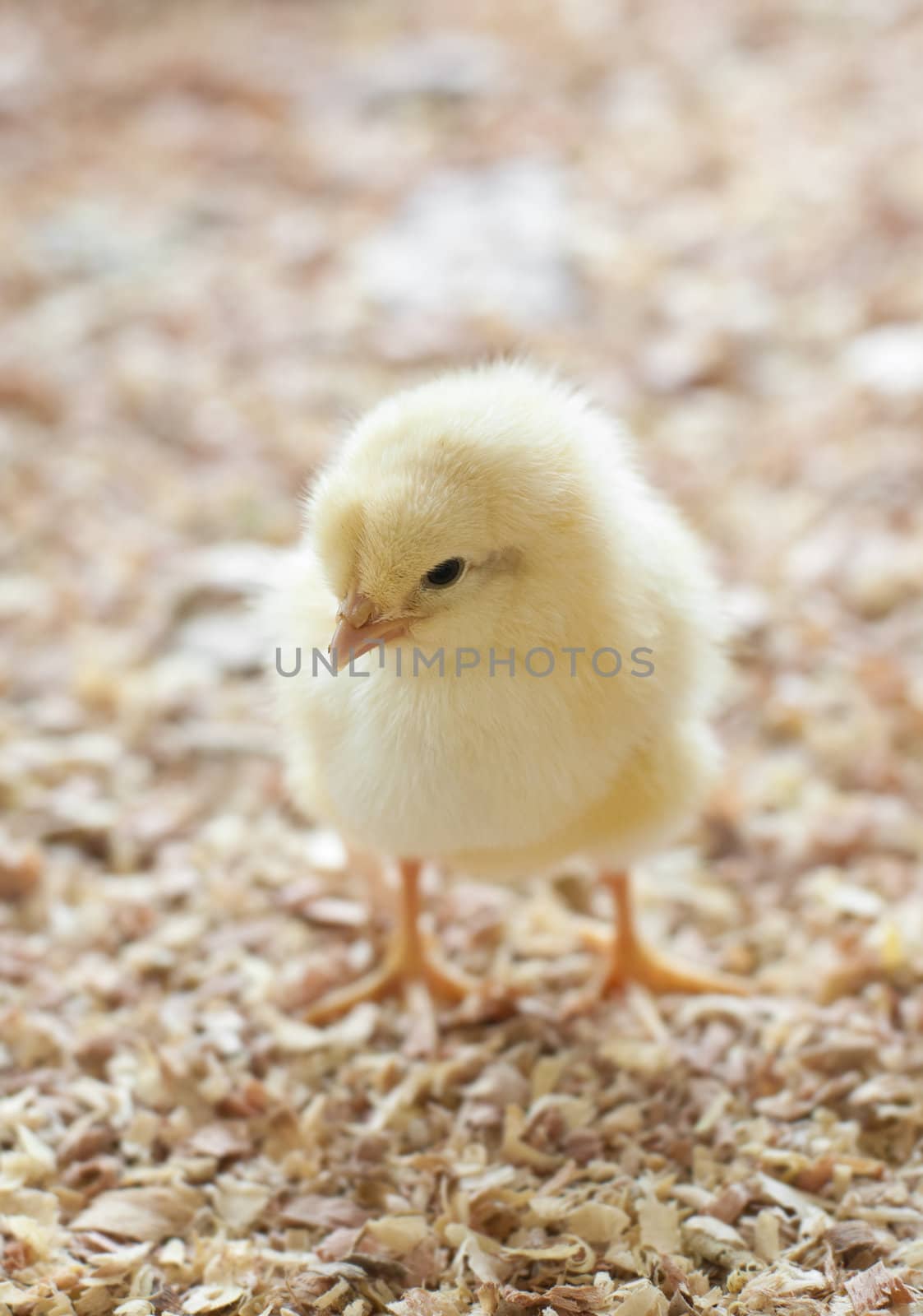 A single chick standing in barnyard