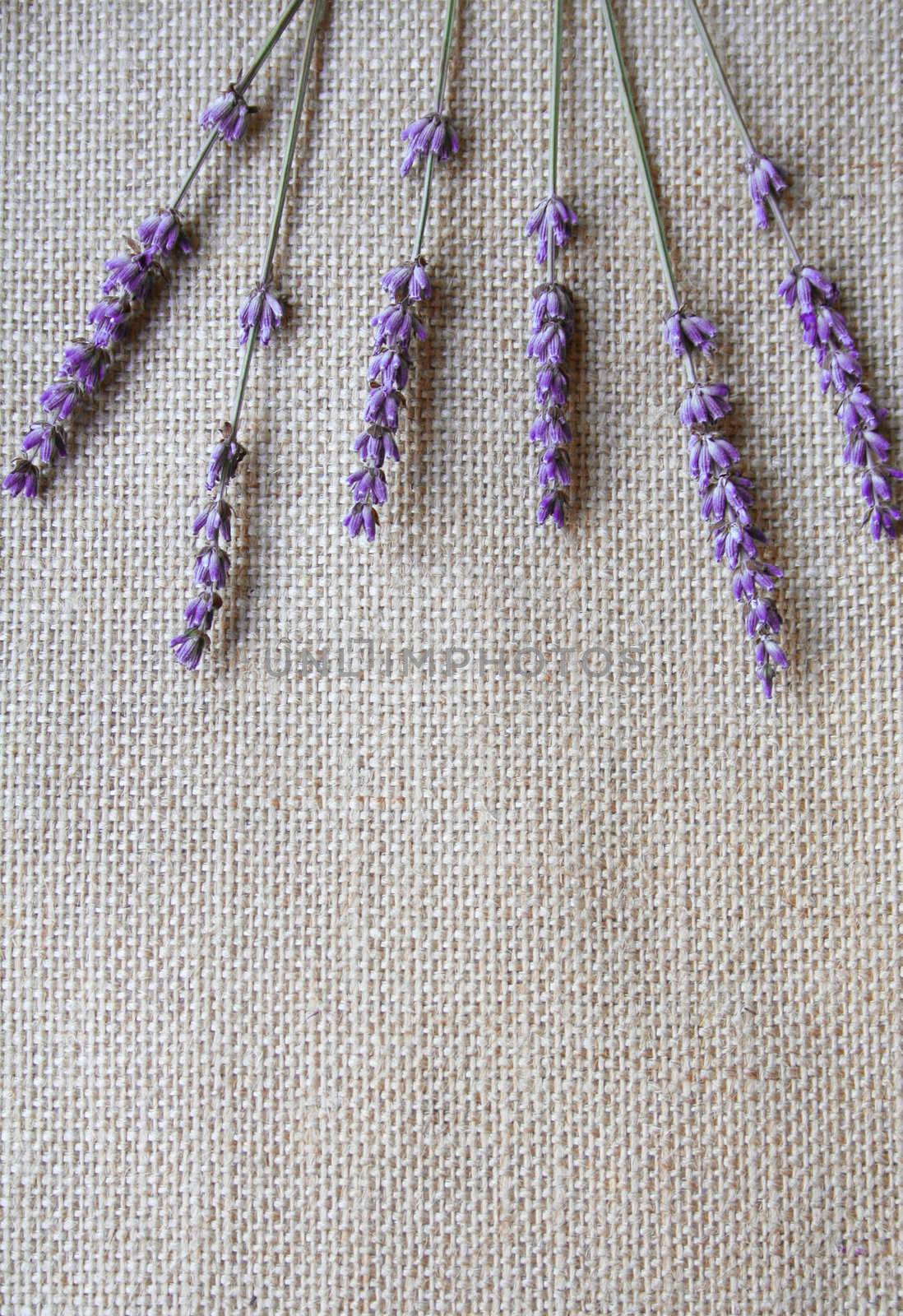 Bunch of lavender flowers on sackcloth background 