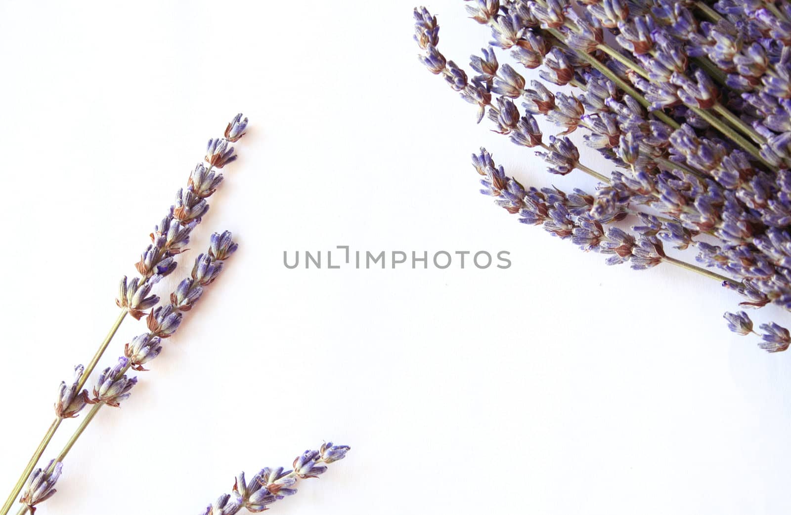 bunch of lavender flowers isolated on white as background