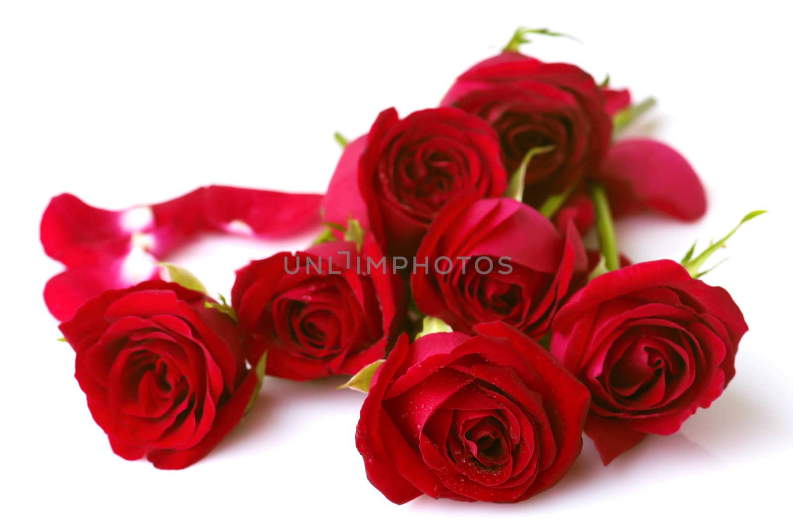 Image of roses on white background.