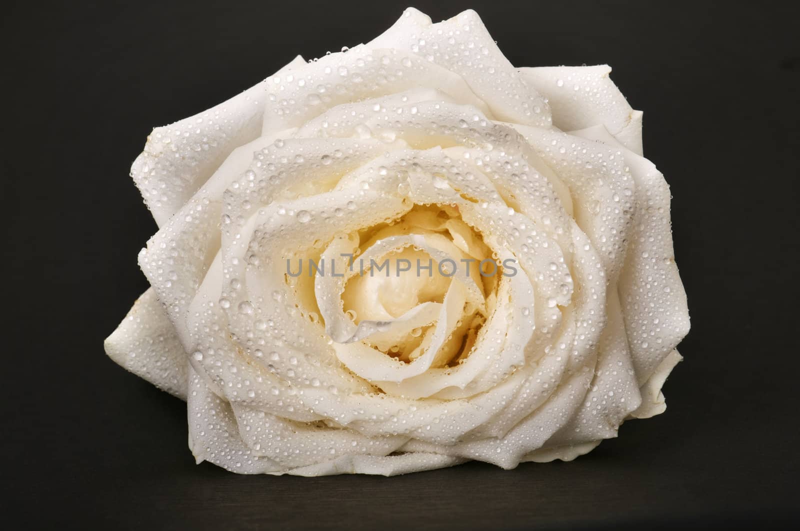 Image of a rose on grey background.