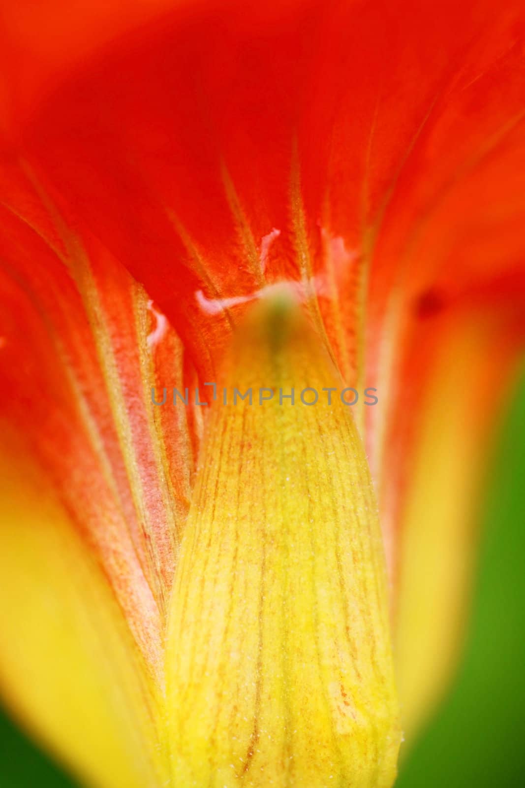 Orange petals background