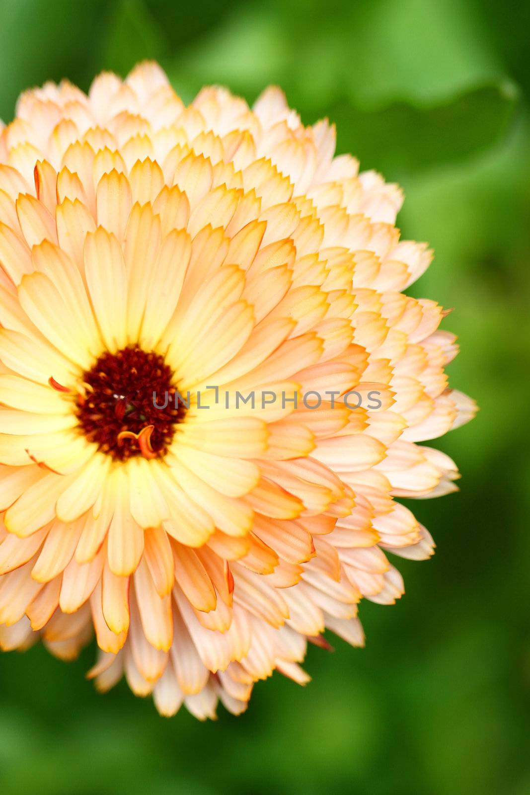 Orange chrysanthemum close-up