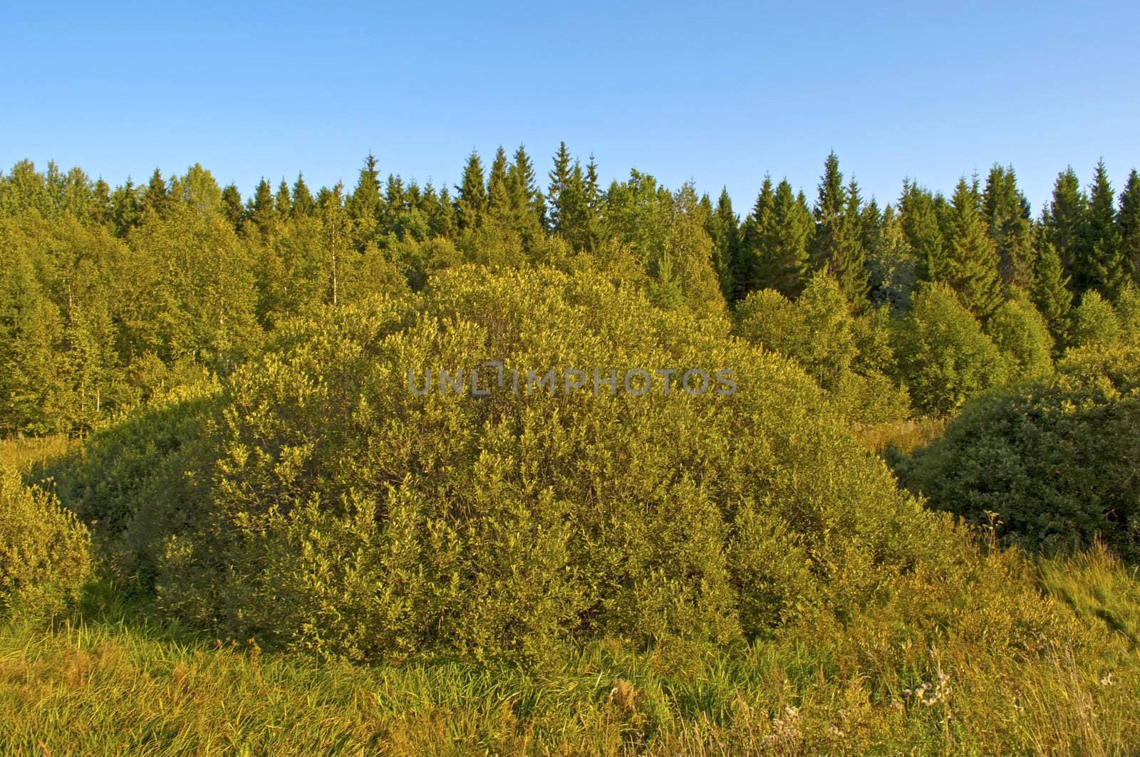 View of summer forest in the evening