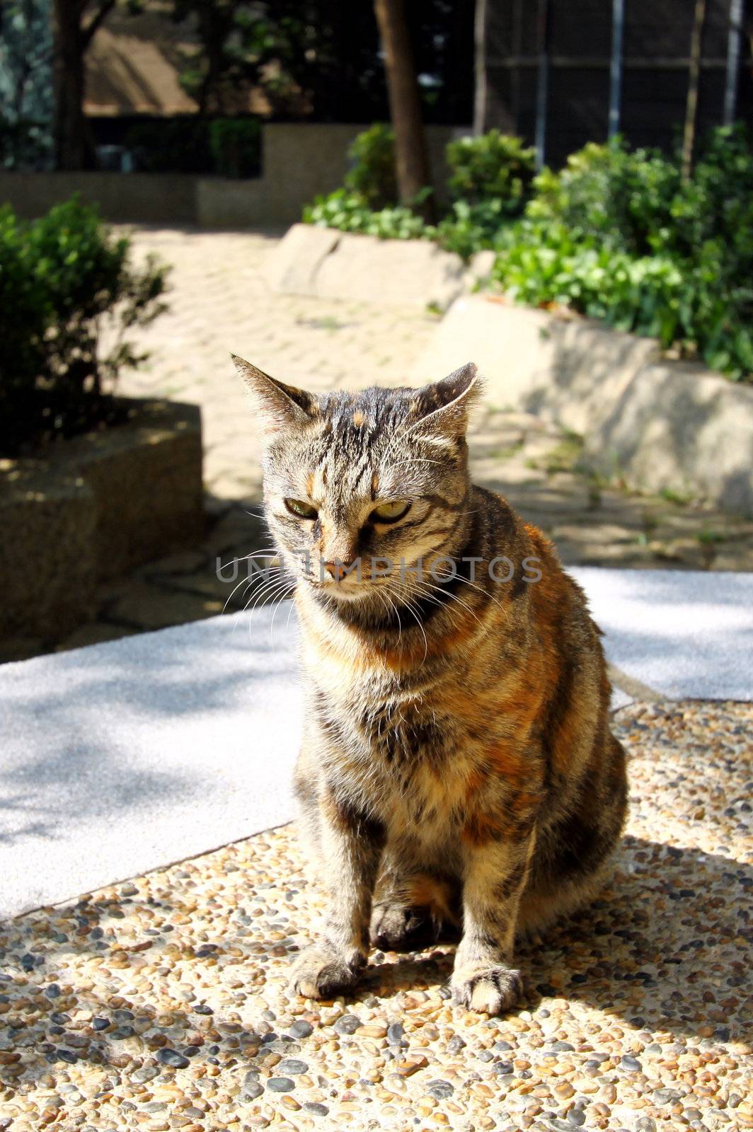 A cat under sunshine