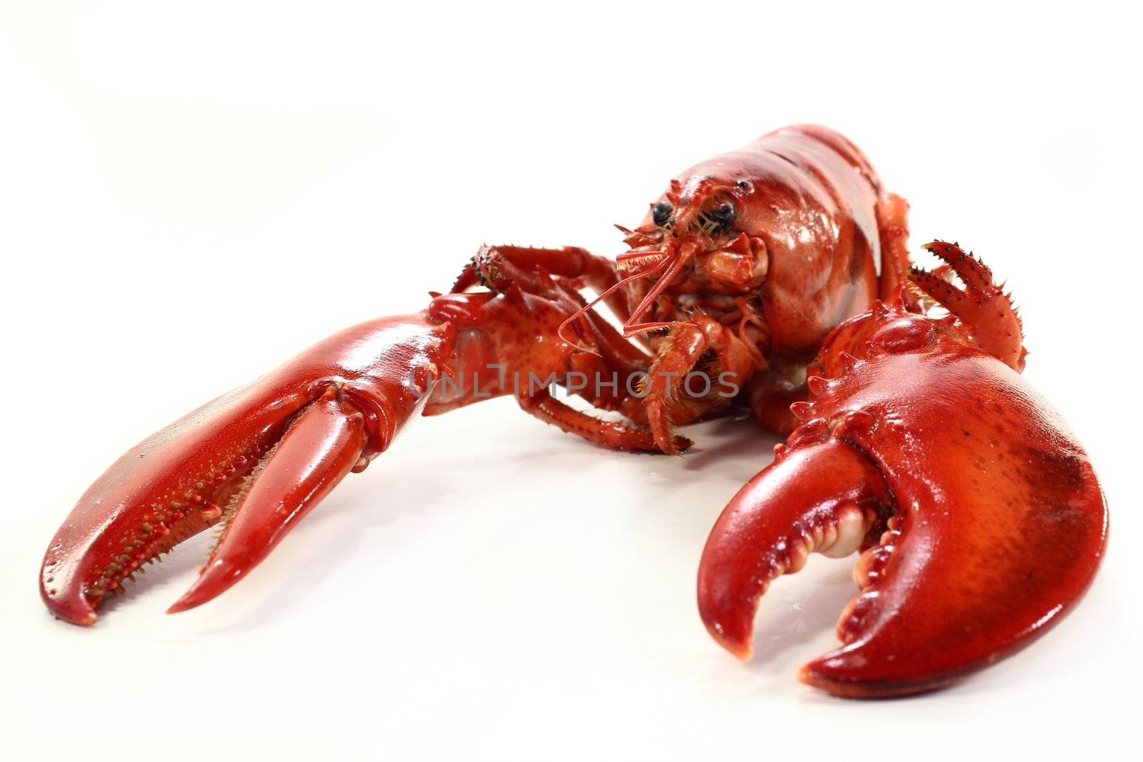 a boiled lobster on a white background