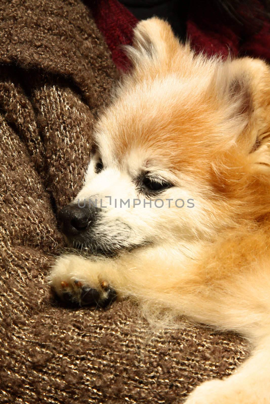 Pomeranian dog