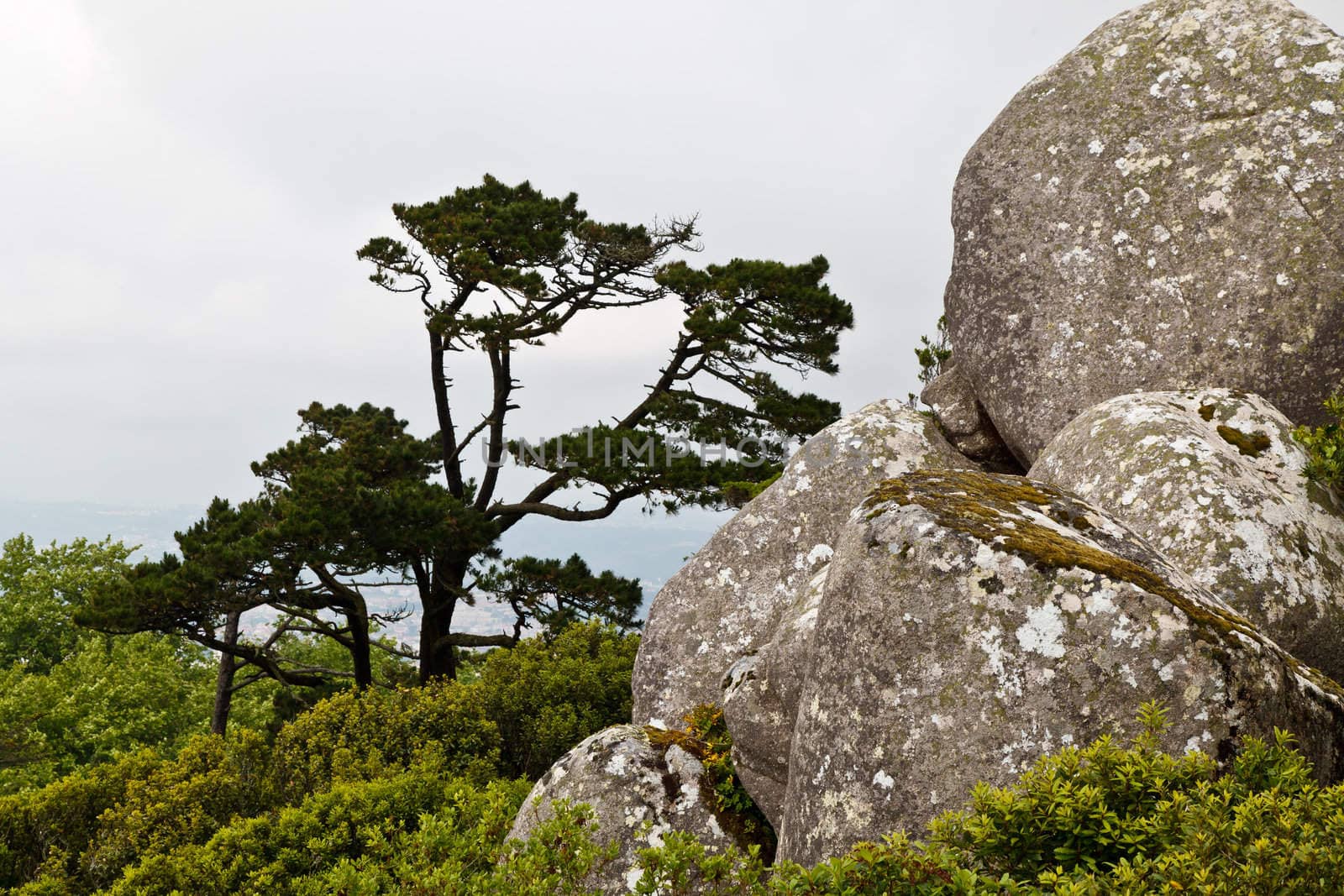 Rocks and the Tree in Moorish Castle near Lisbon, Portugal by anshar