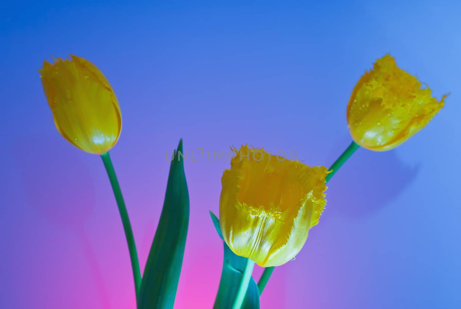Three yellow tulip