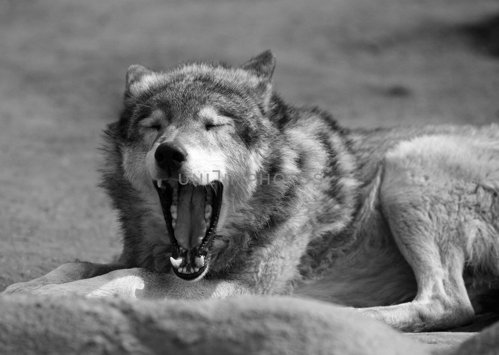 The image of the wolf with an open mouth