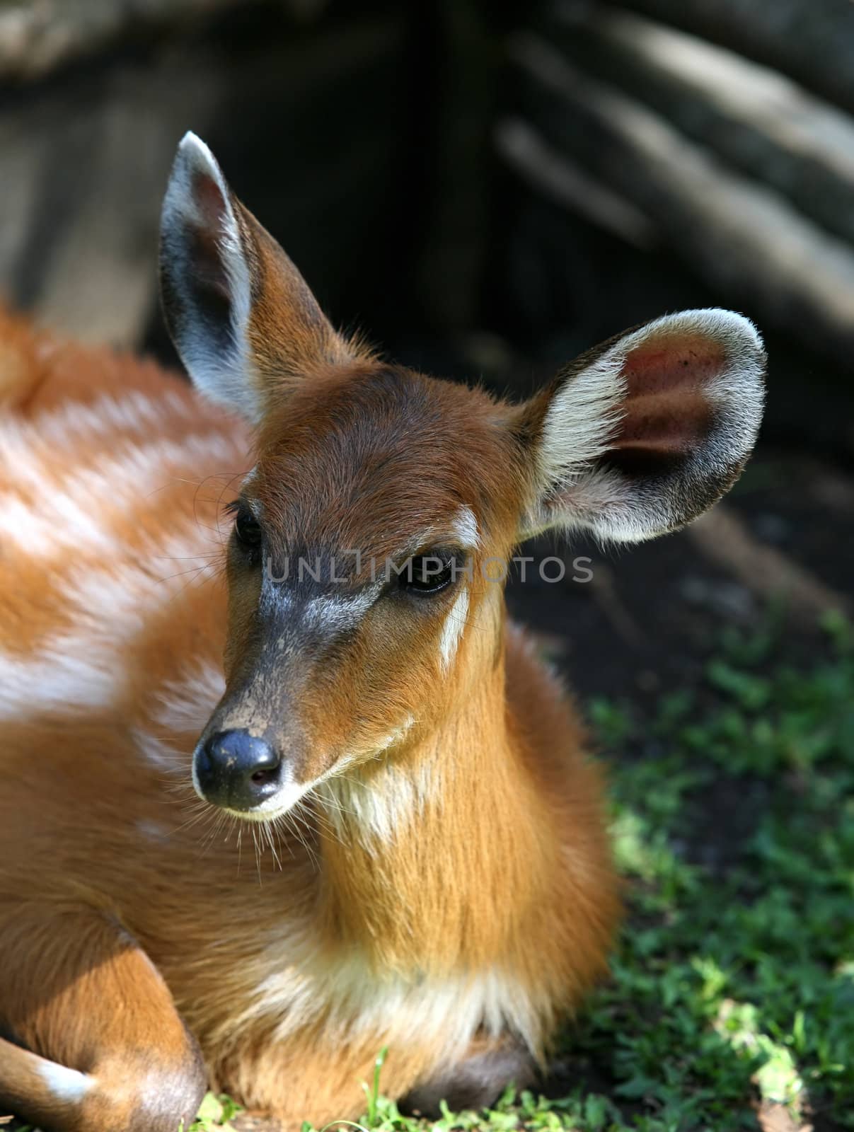 Young deer in bali a zoo. Bali. Indonesia