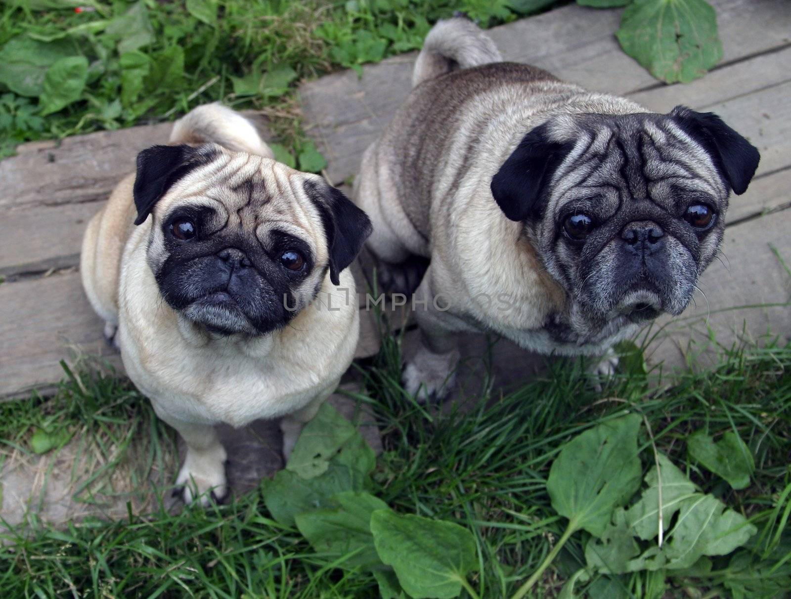Pugs by friday
