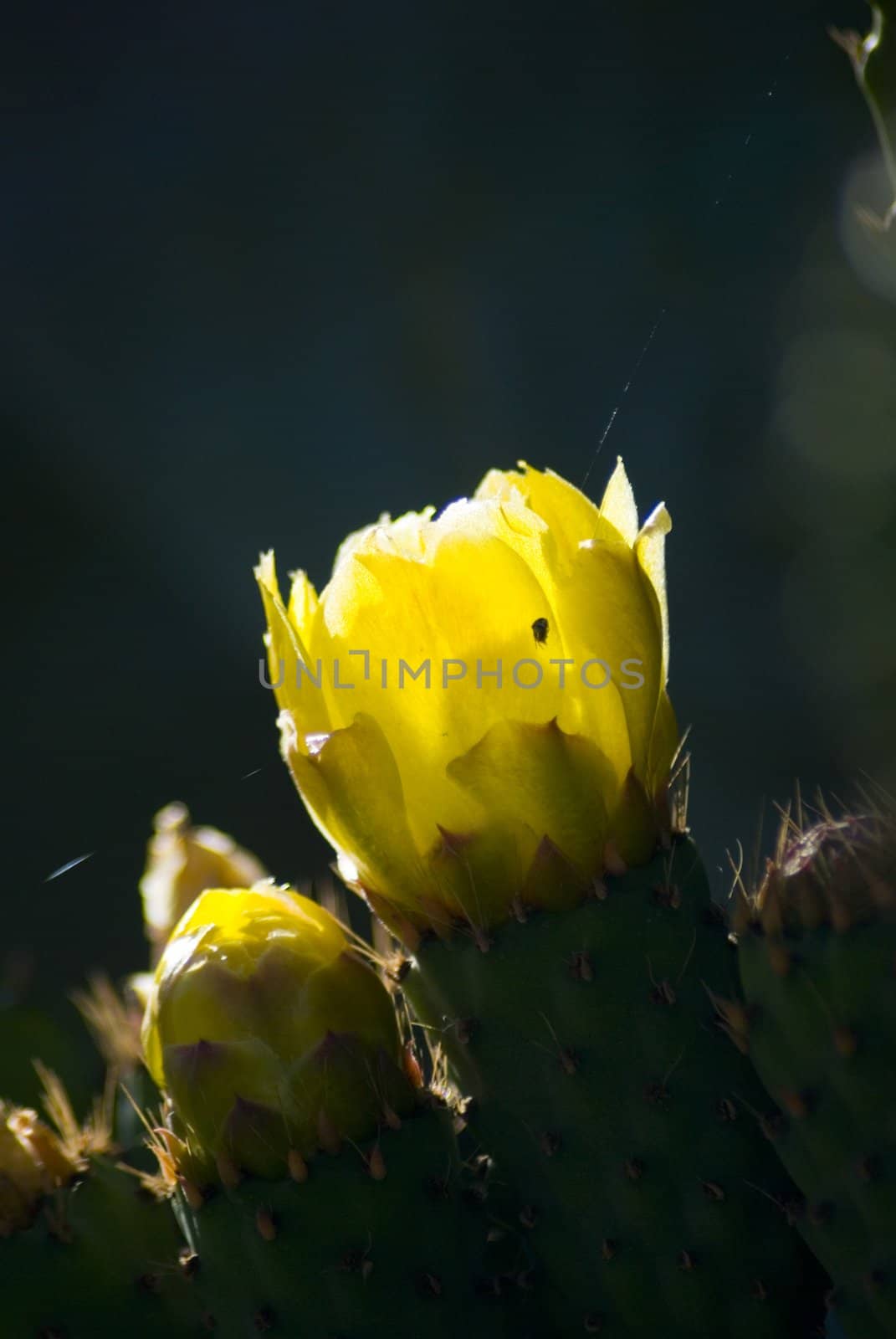 Prickly Pear cactus in bloom,Silifke,Mersin,Turkey