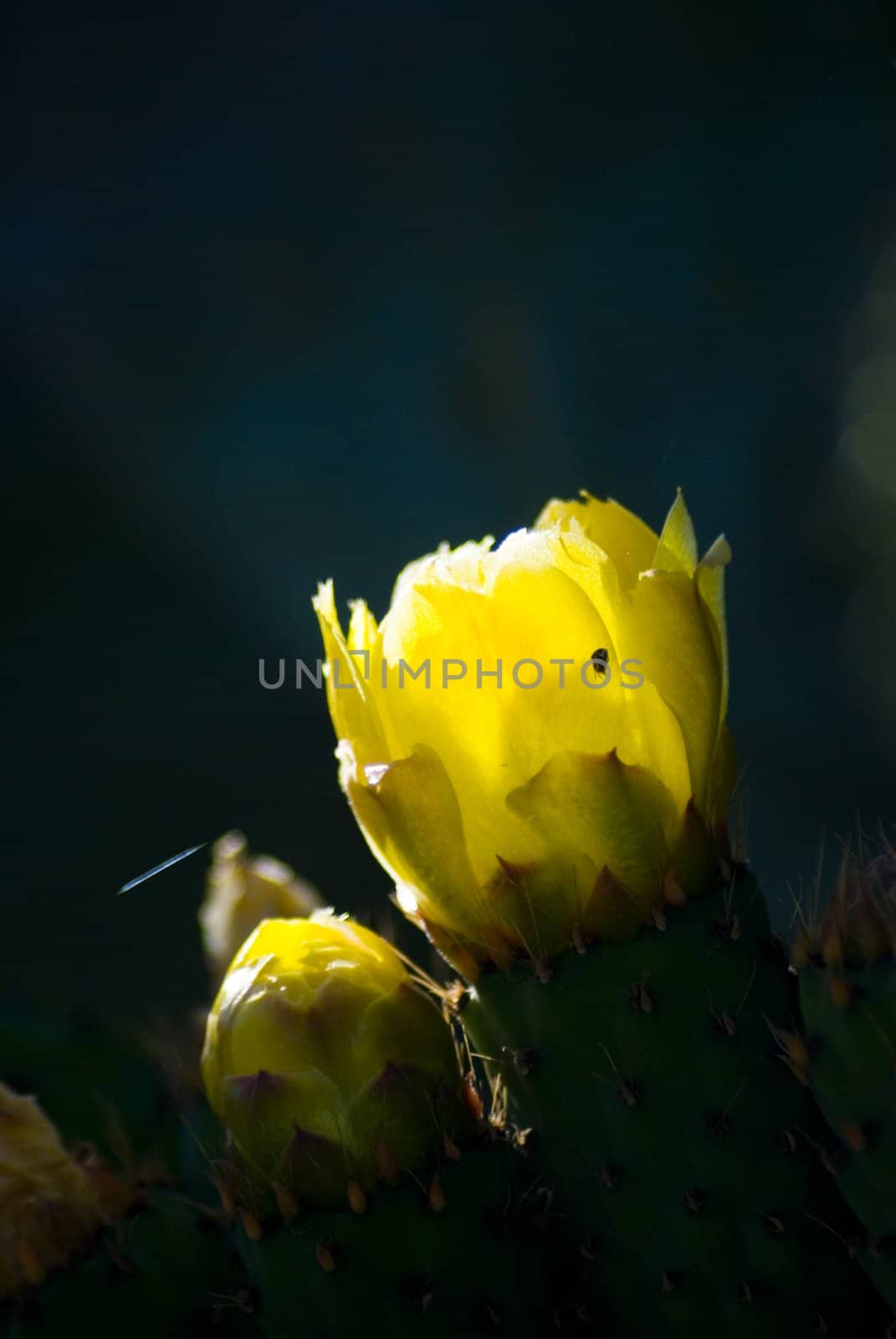 Prickly Pear cactus in bloom,Silifke,Mersin,Turkey