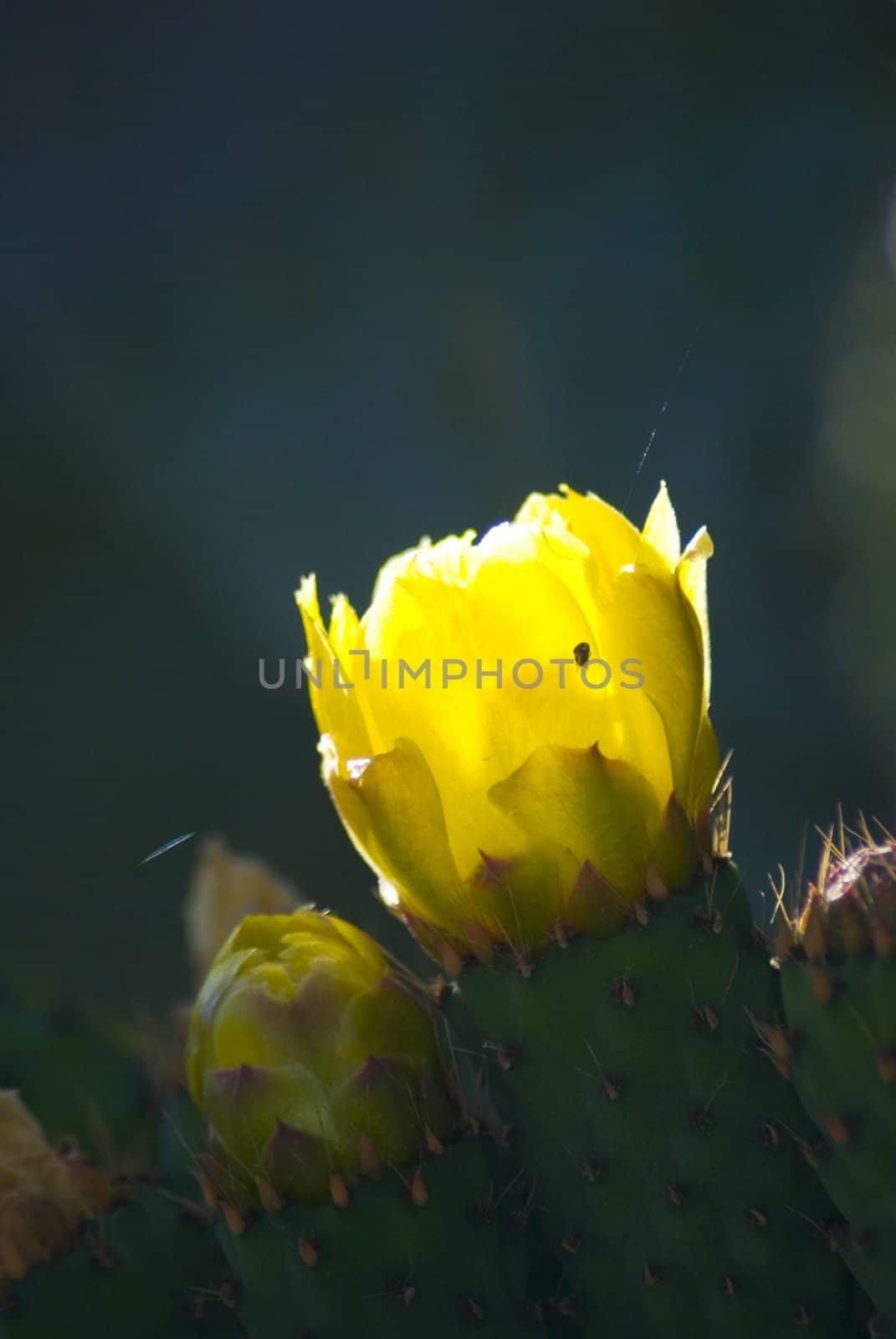 Prickly Pear cactus in bloom,Silifke,Mersin,Turkey